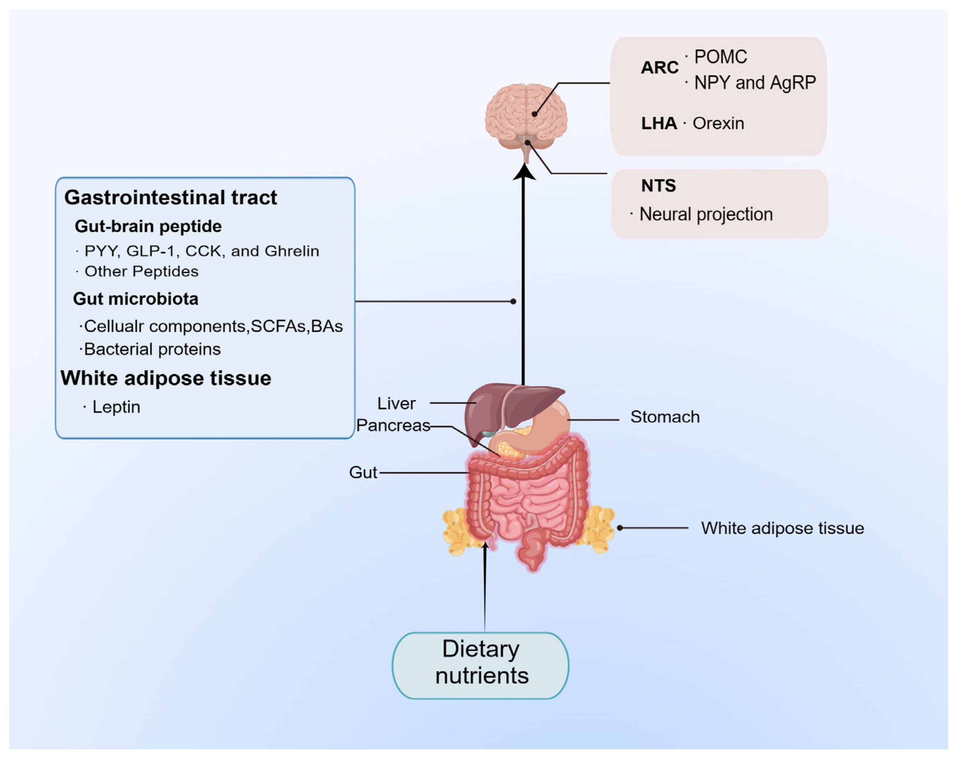 Nutrients 15 03728 g005 Nutrients 15 03728 g005