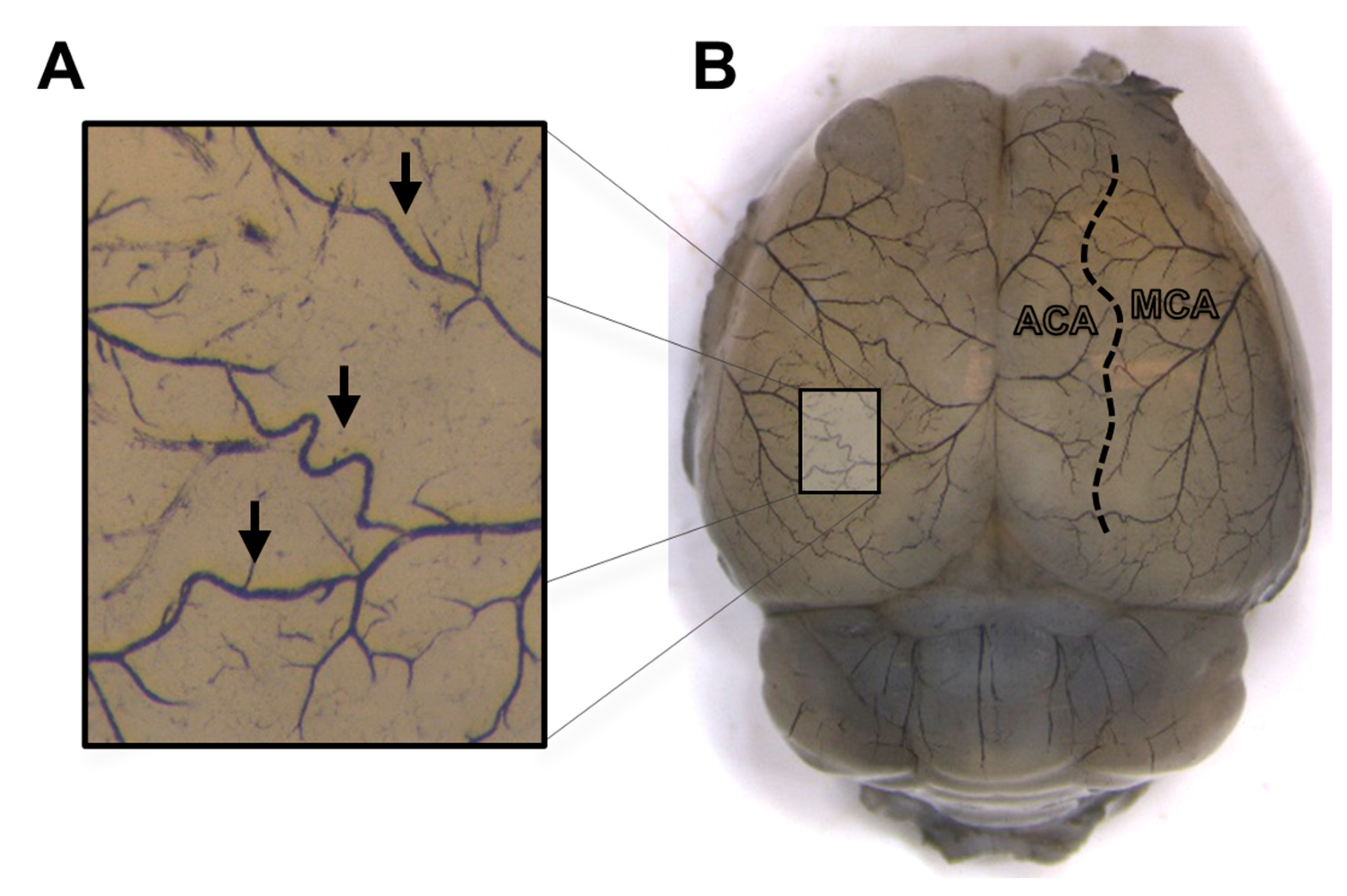 Nutrients 15 03869 g001 Nutrients 15 03869 g001