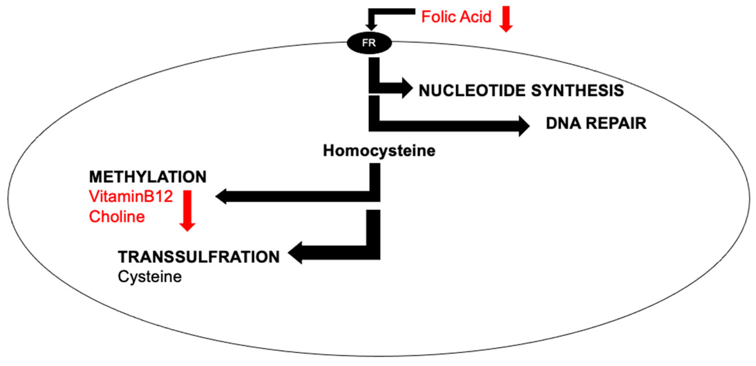 Nutrients 15 03891 g001