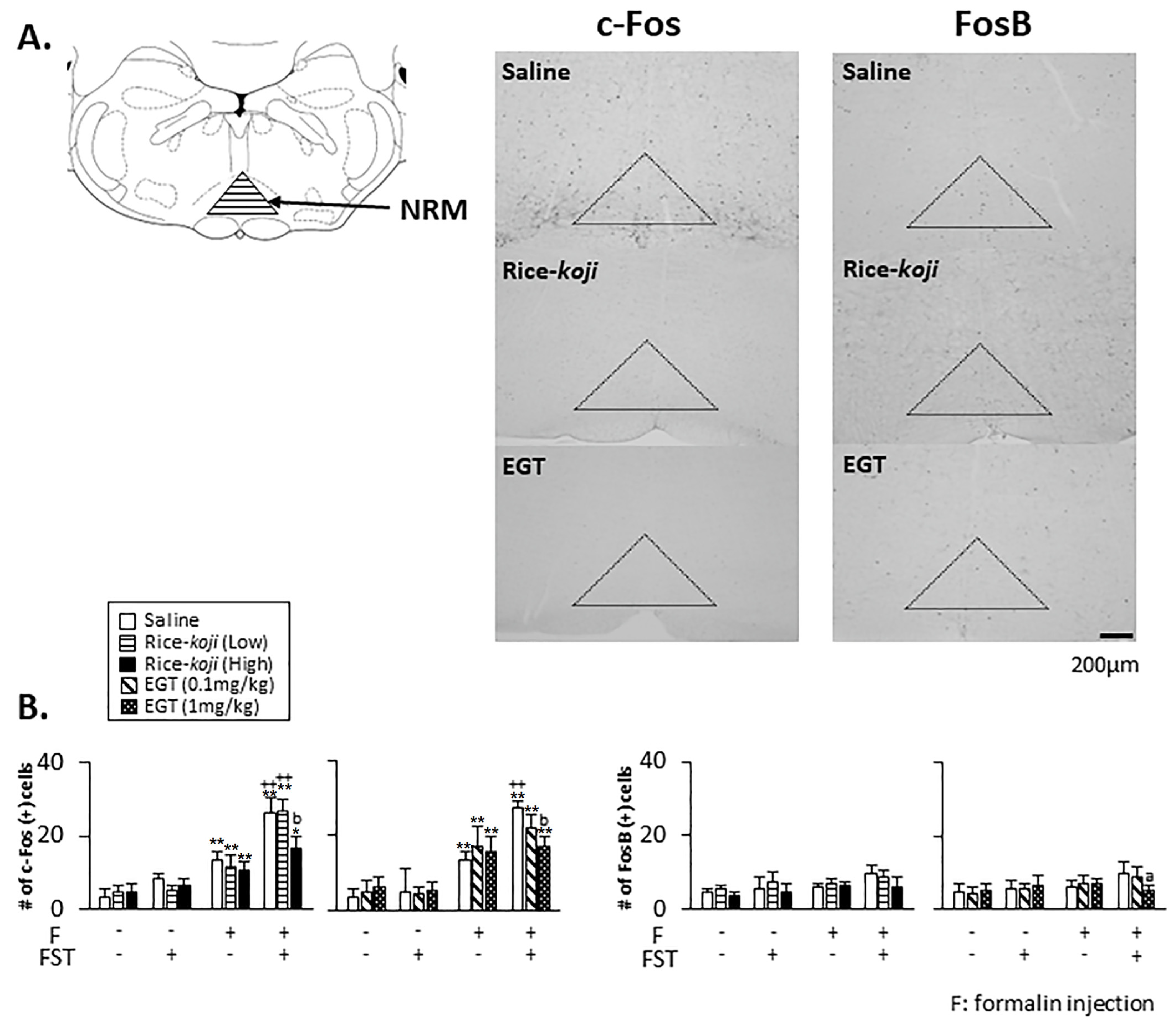Nutrients 15 03989 g007
