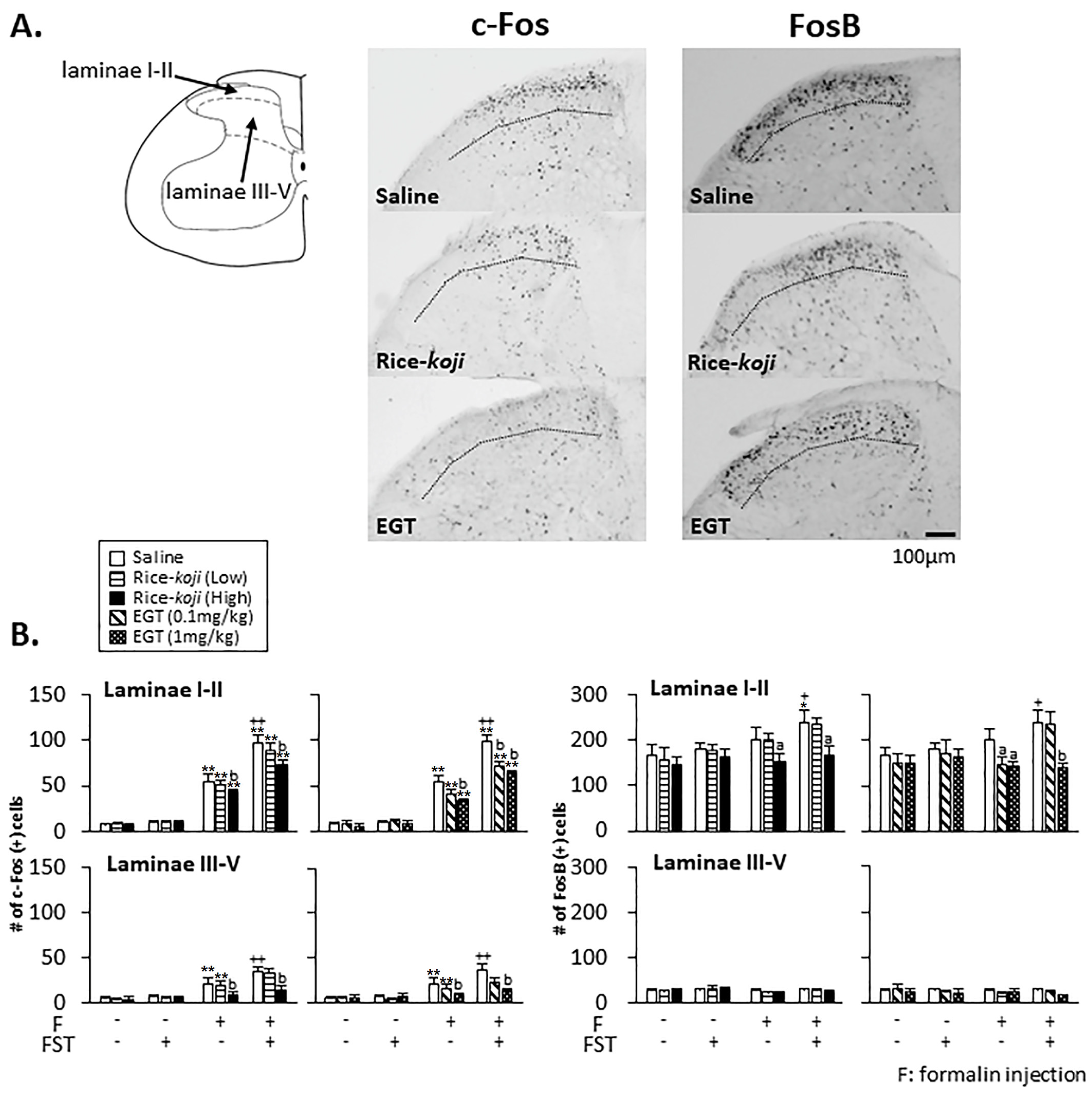 Nutrients 15 03989 g008