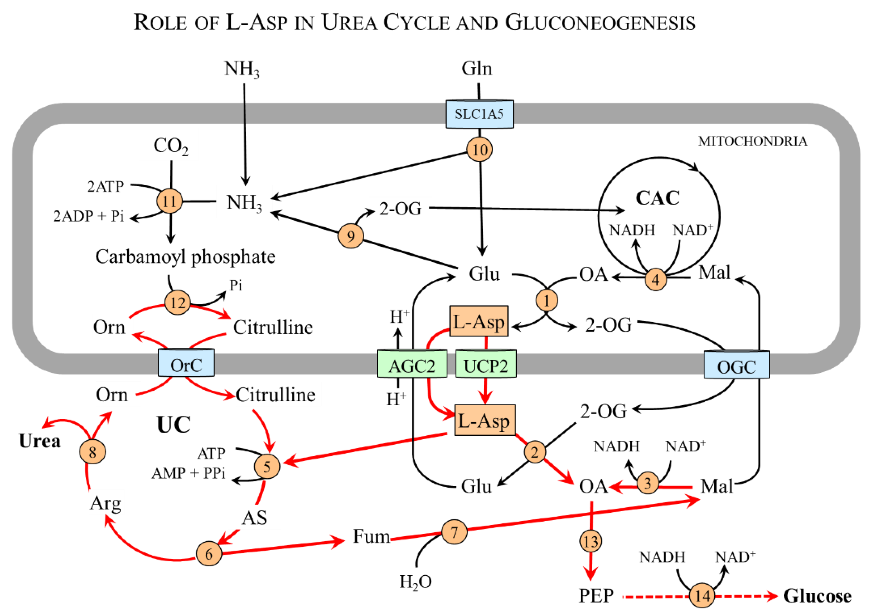Nutrients 15 04023 g005 Nutrients 15 04023 g005