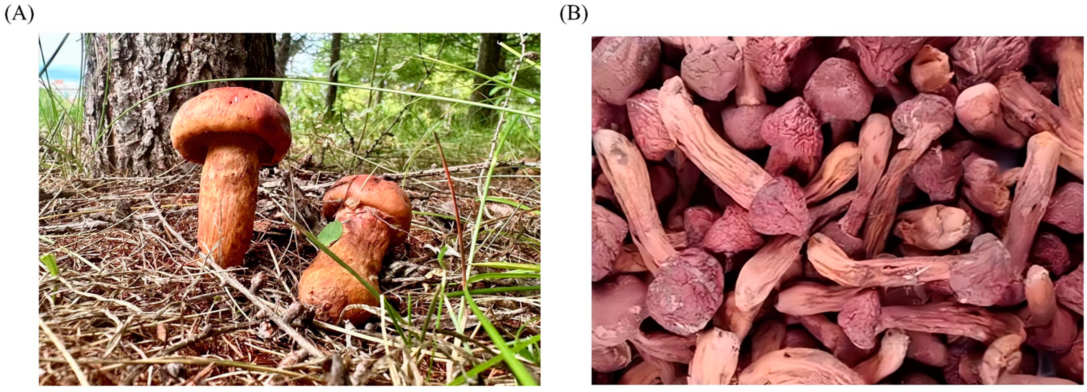 Nutrients 15 04030 g001 Nutrients 15 04030 g001