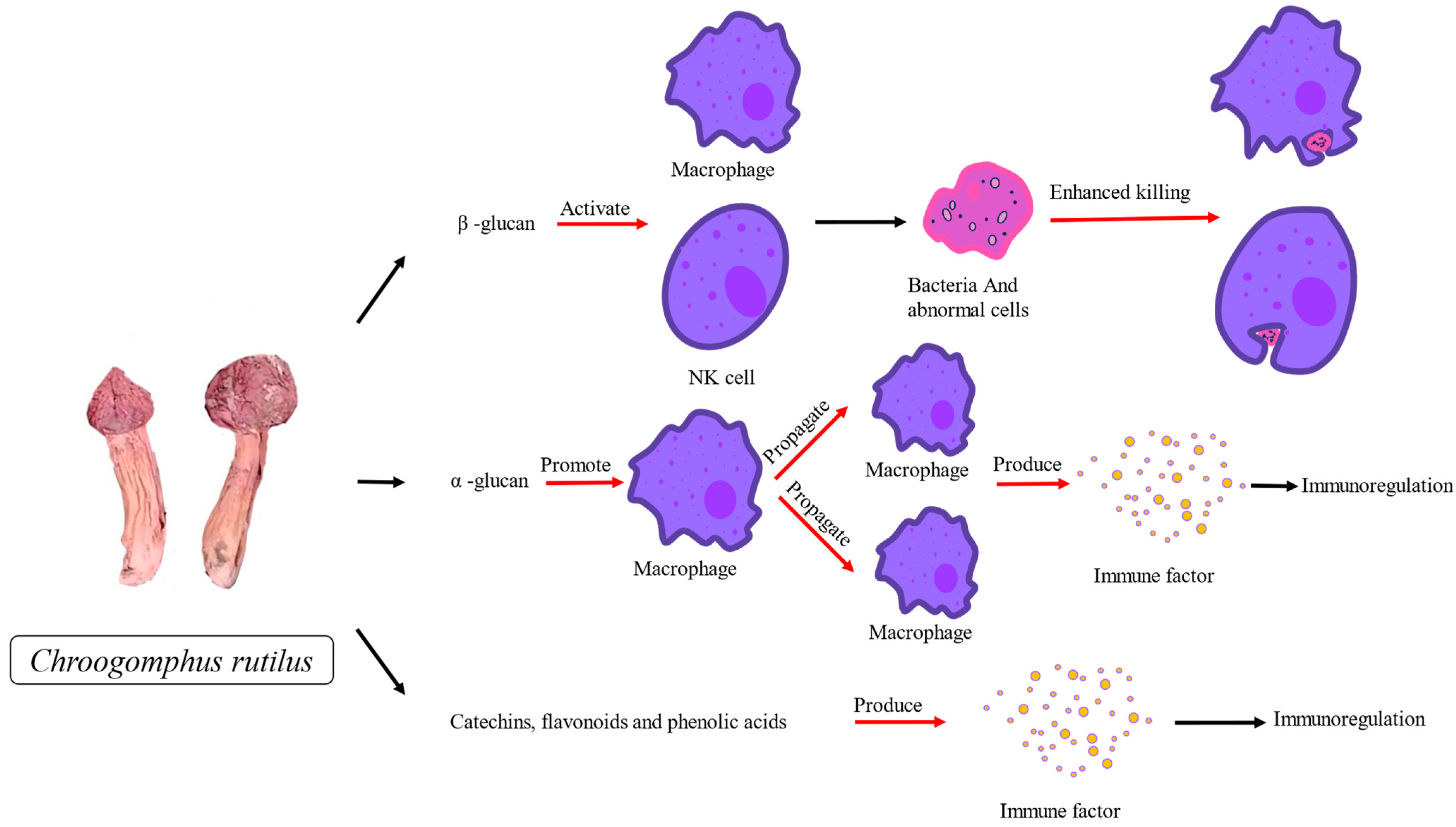 Nutrients 15 04030 g002 Nutrients 15 04030 g002