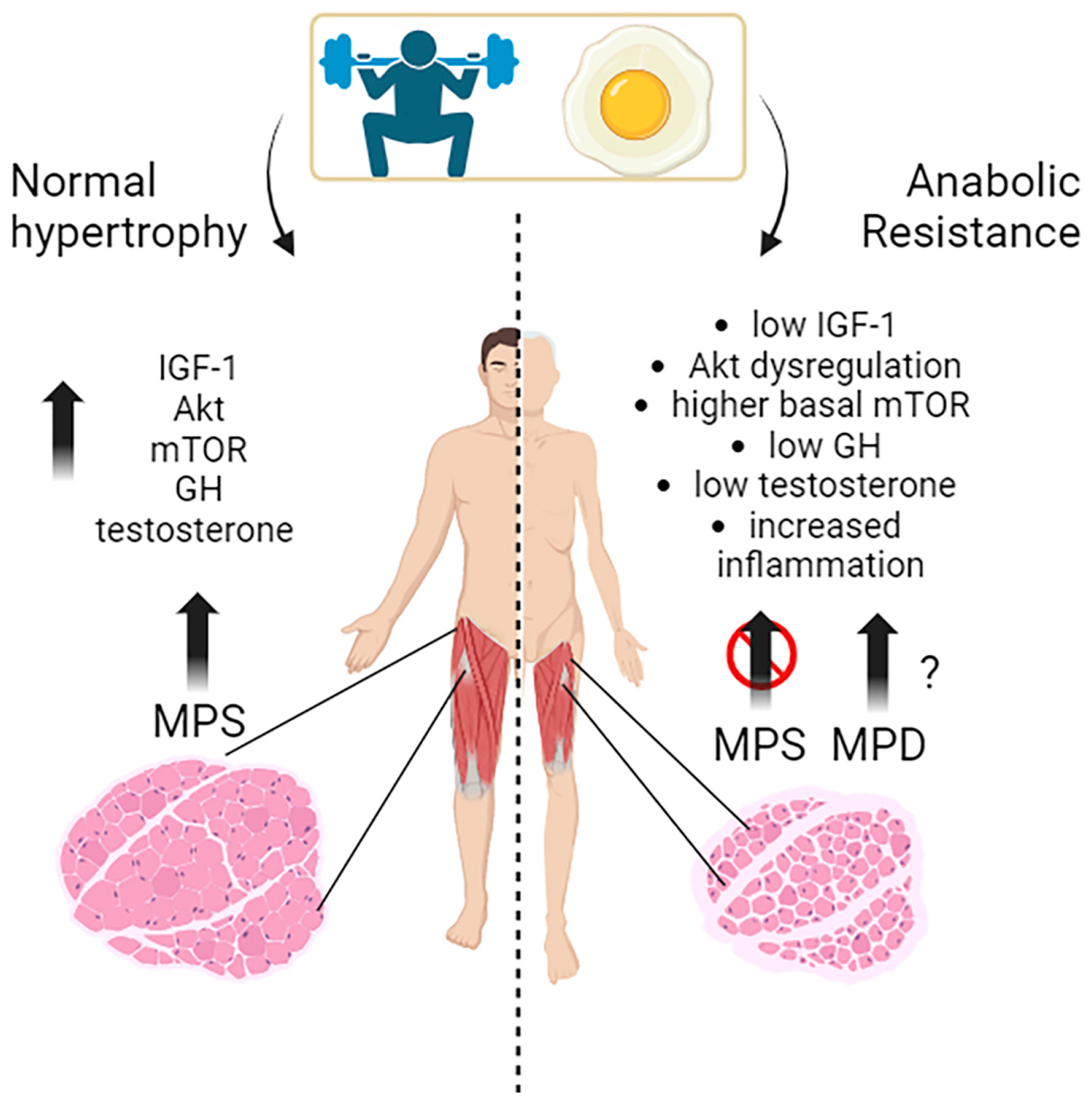 Electrical stimulation found to revitalize muscle perfusion caused