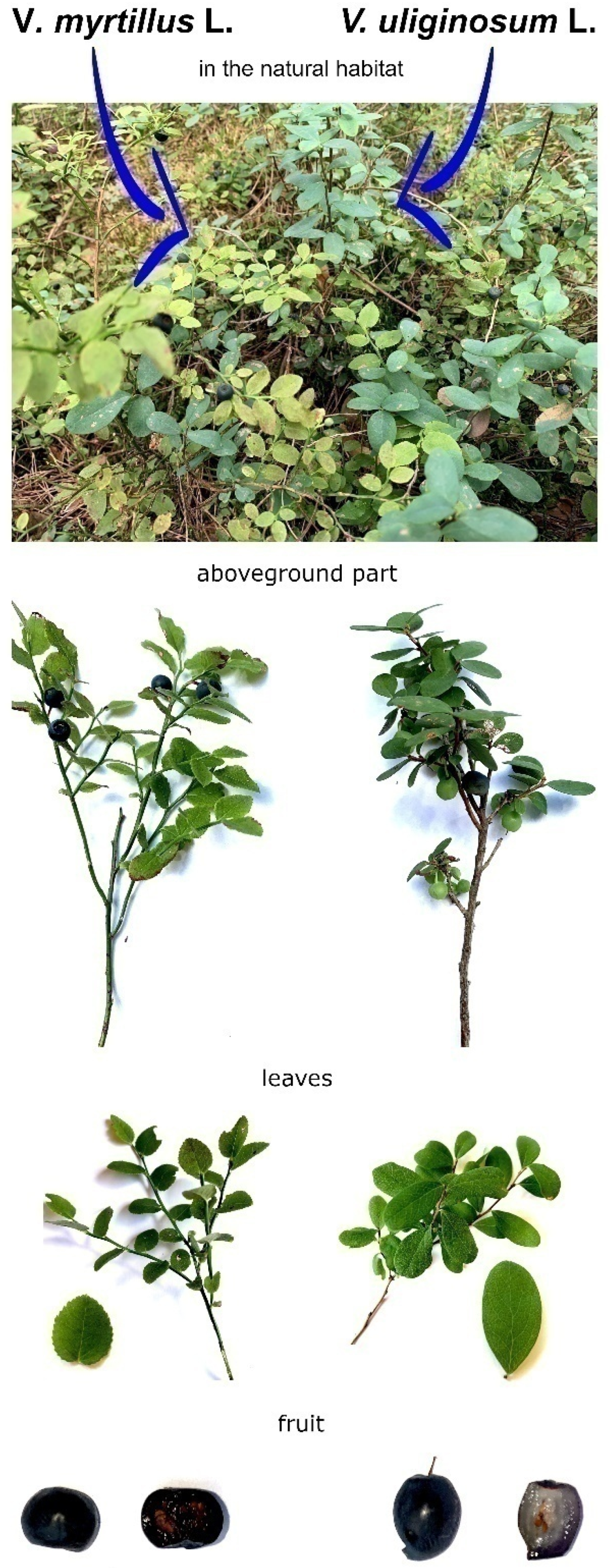 Nutrients 15 04119 g001 Nutrients 15 04119 g001