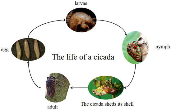 Edible and Medicinal Progress of Cryptotympana atrata