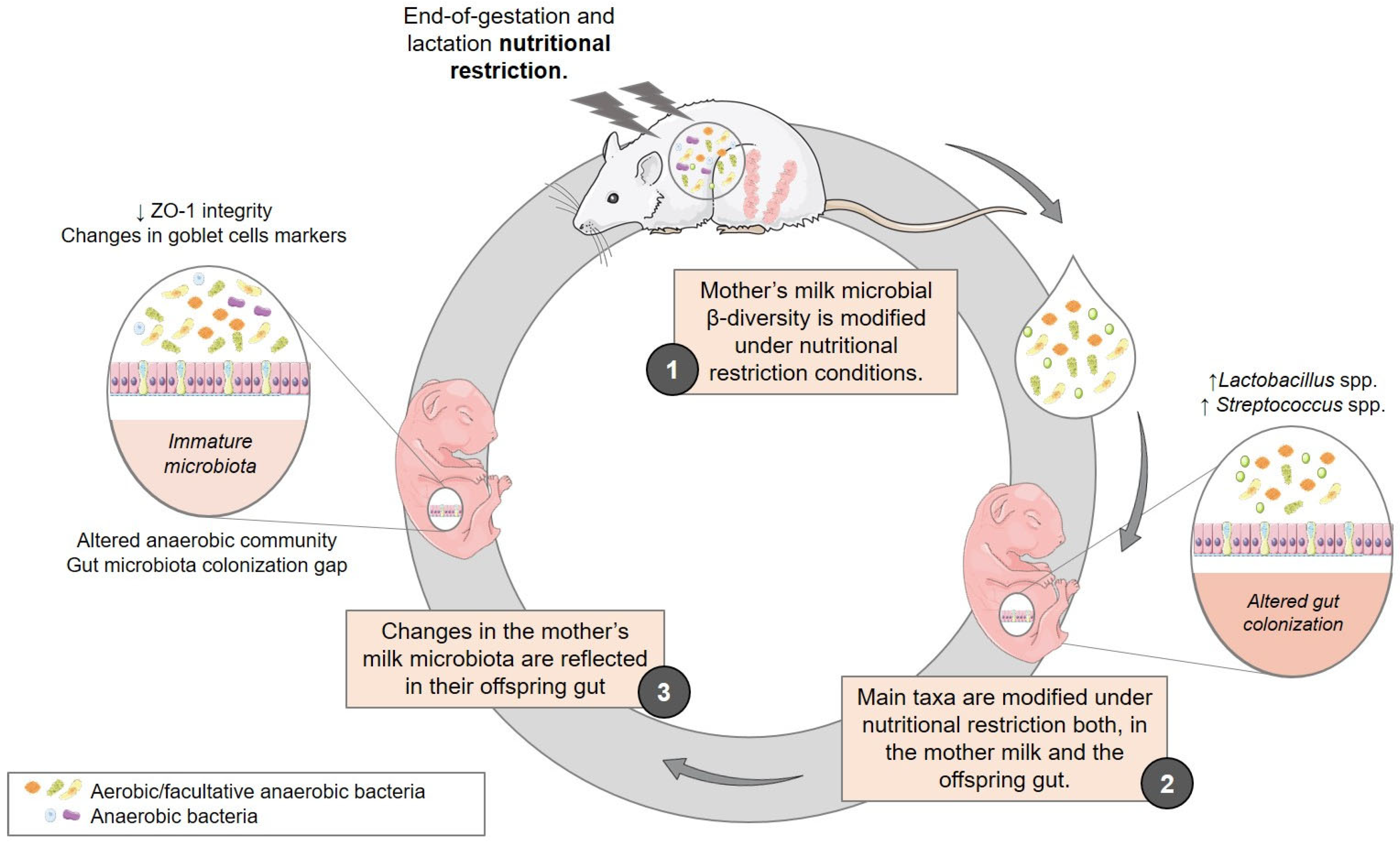 Nutrients 15 04322 g010 Nutrients 15 04322 g010