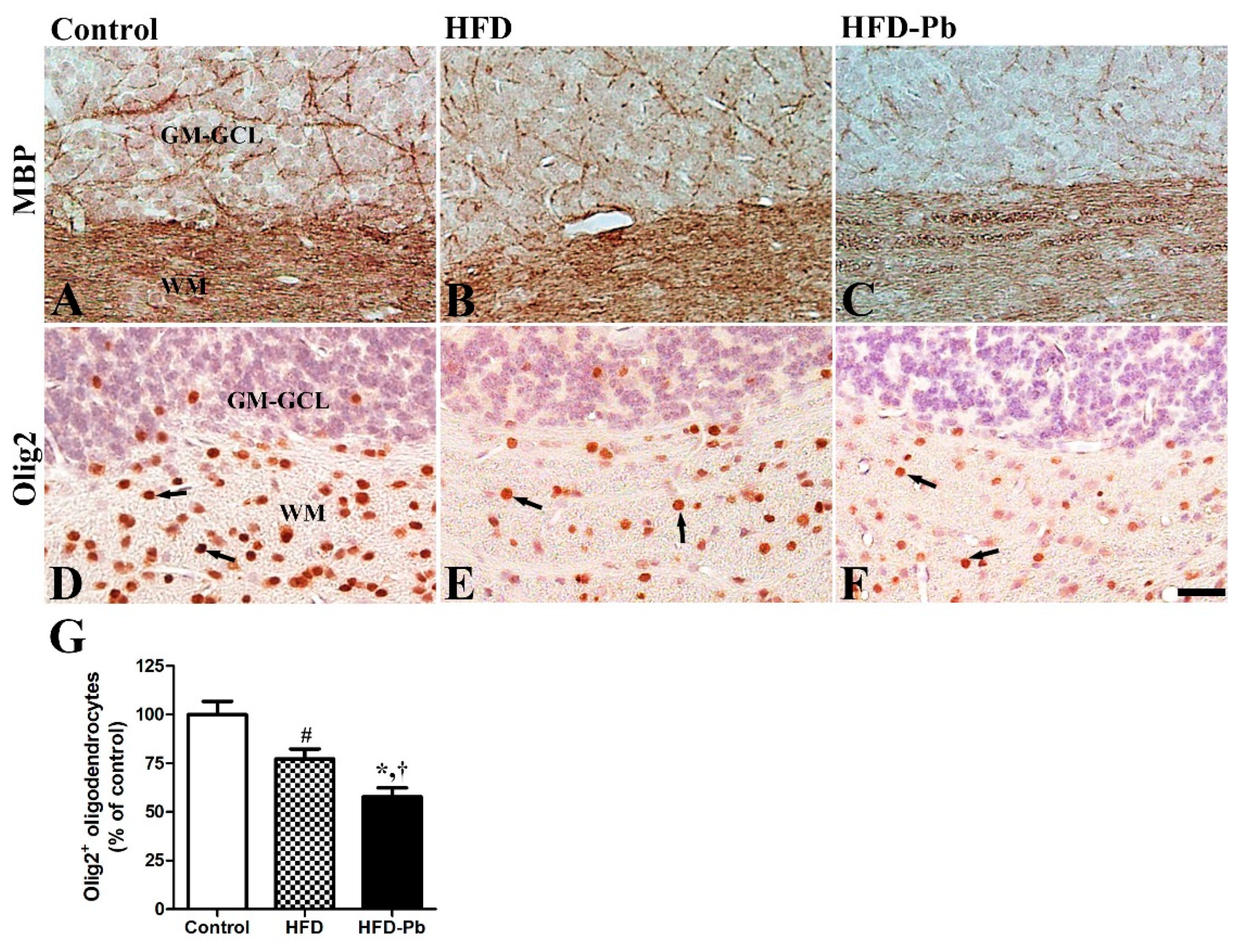 Nutrients 15 04325 g006
