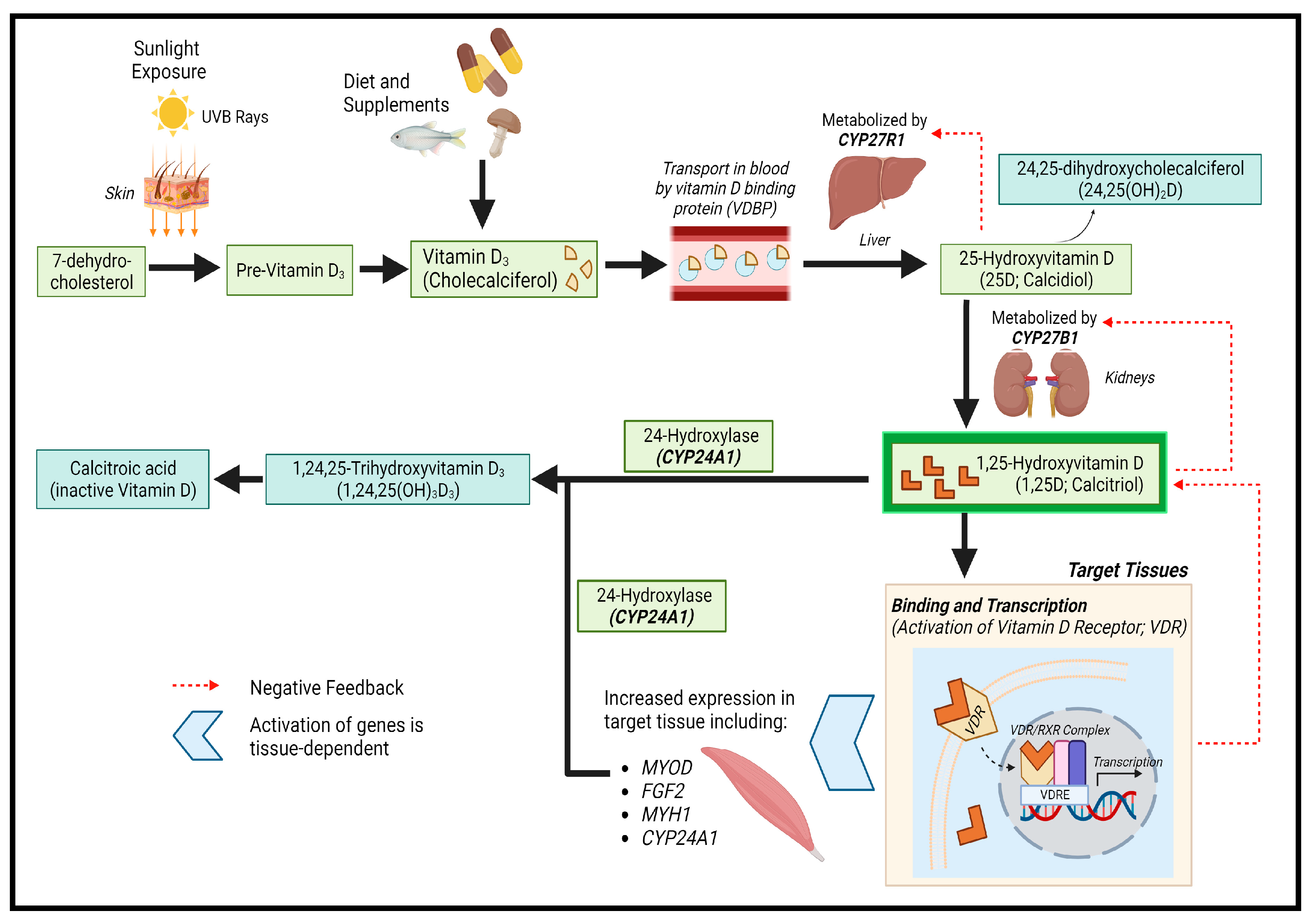 Nutrients 15 04377 g001