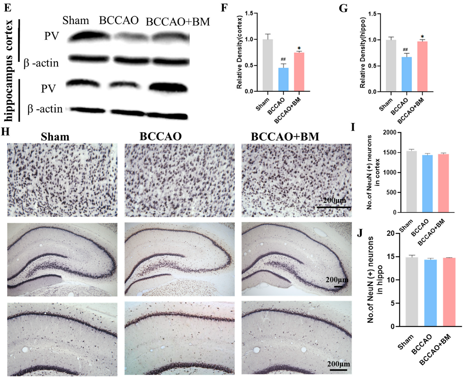 Nutrients 15 04381 g003b Nutrients 15 04381 g003b