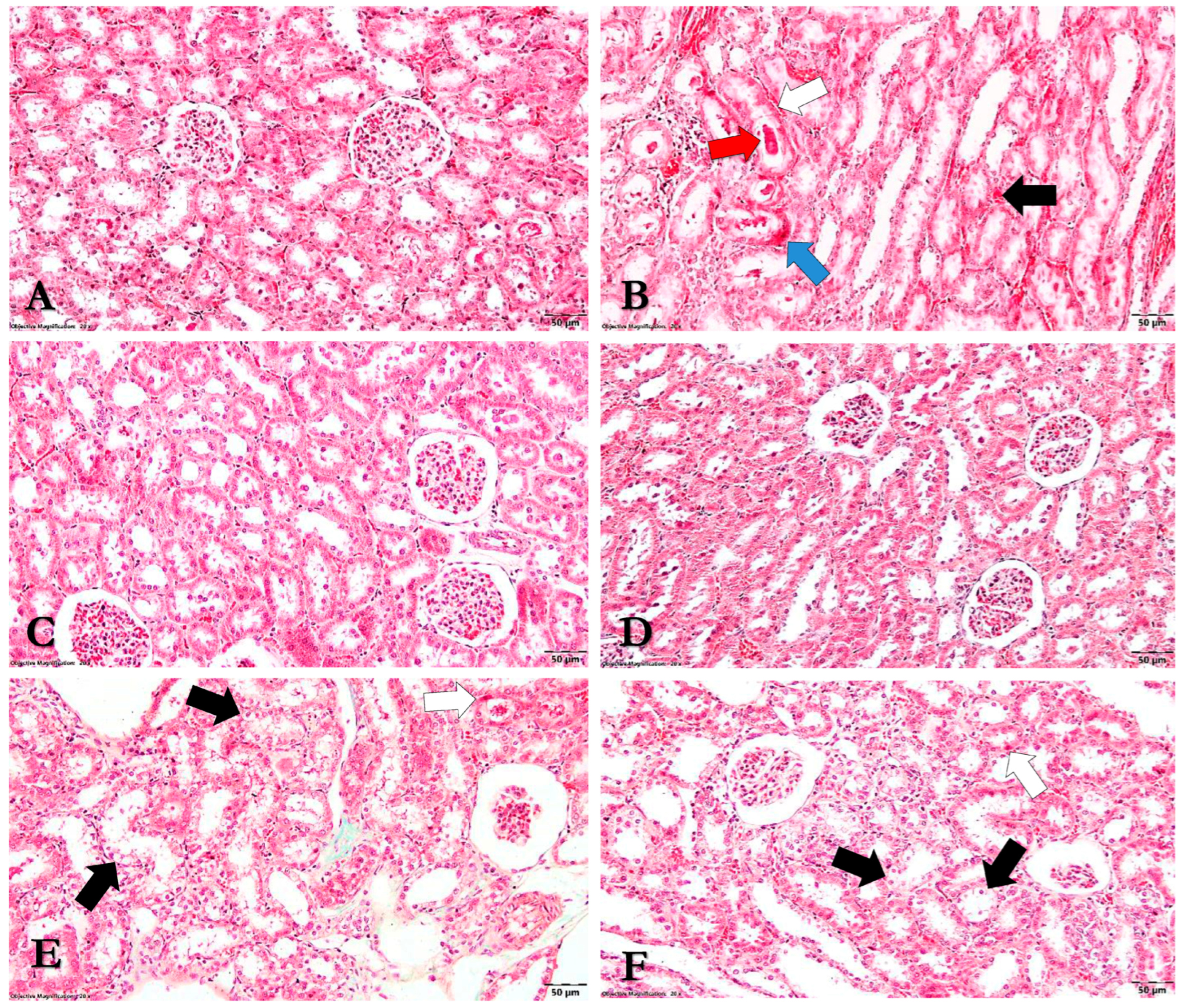 Nutrients 15 04392 g009