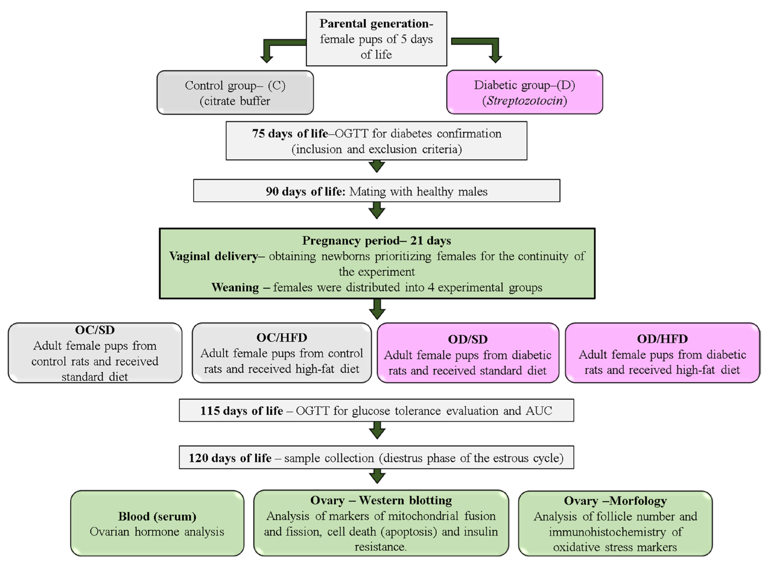 Nutrients 15 04407 g001 Nutrients 15 04407 g001