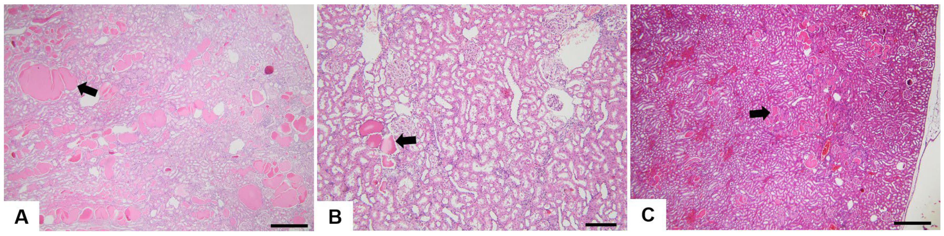 Nutrients 15 04436 g005 Nutrients 15 04436 g005