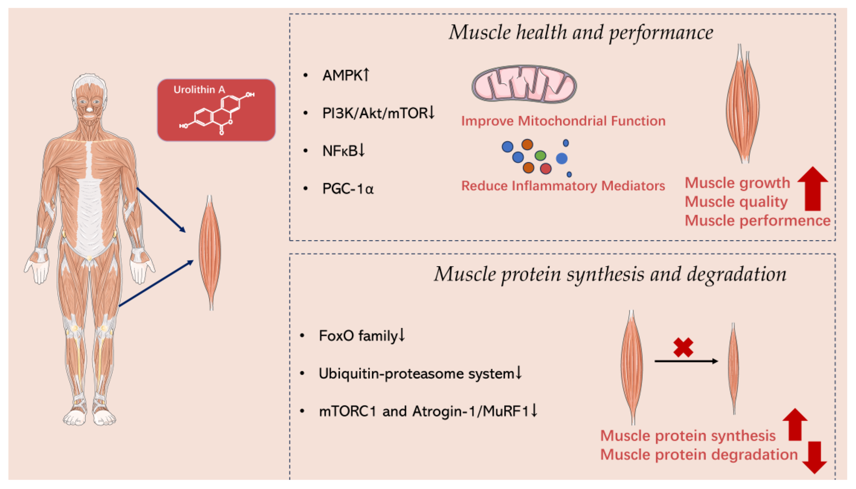Nutrients 15 04441 g003