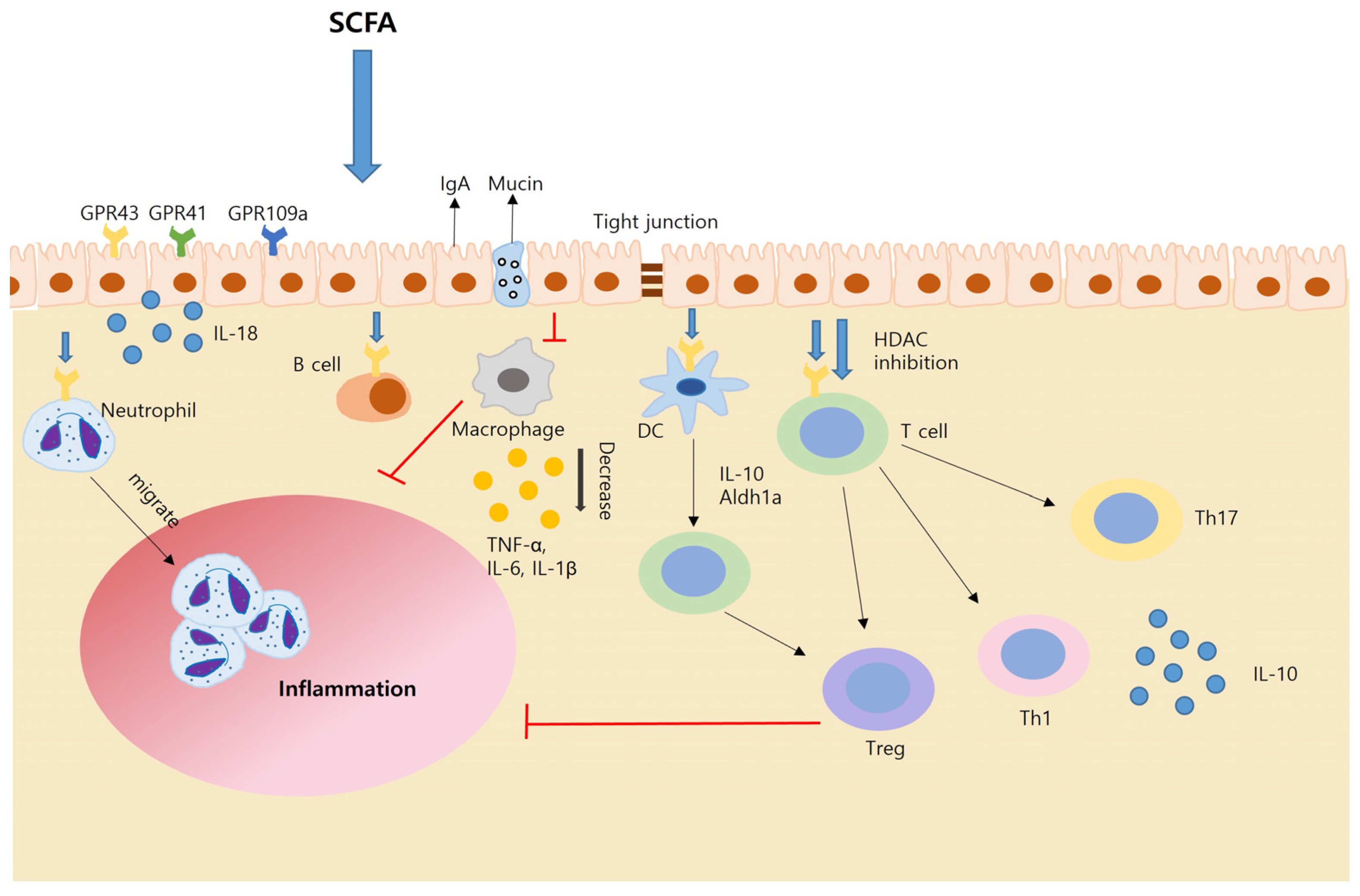 Roles of Short-Chain Fatty Acids in Inflammatory Bowel Disease