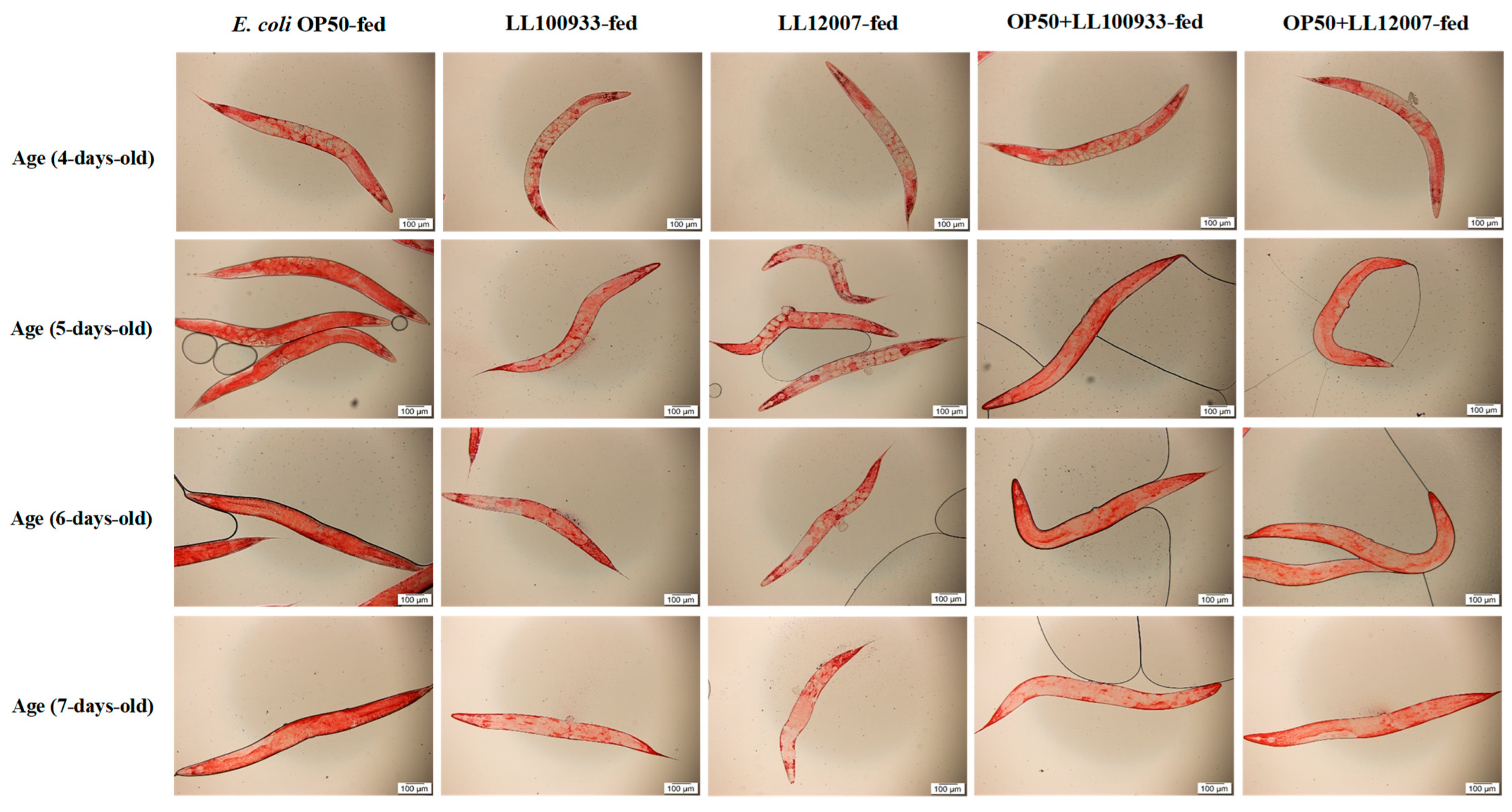 Nutrients 15 04482 g007 Nutrients 15 04482 g007