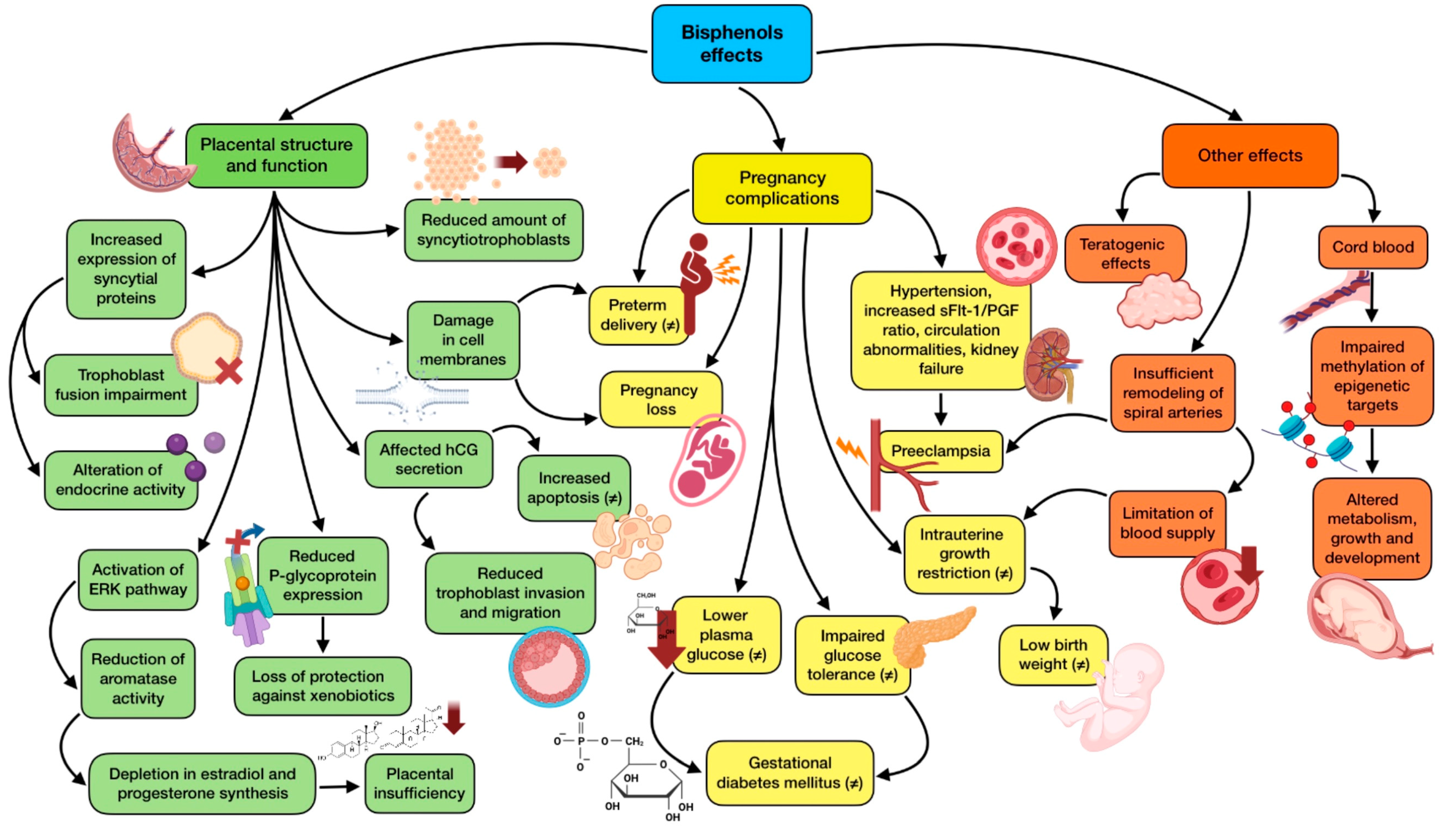 The Role of Endocrine Disrupting Chemicals in Gestation and The Role of Endocrine Disrupting Chemicals in Gestation and
