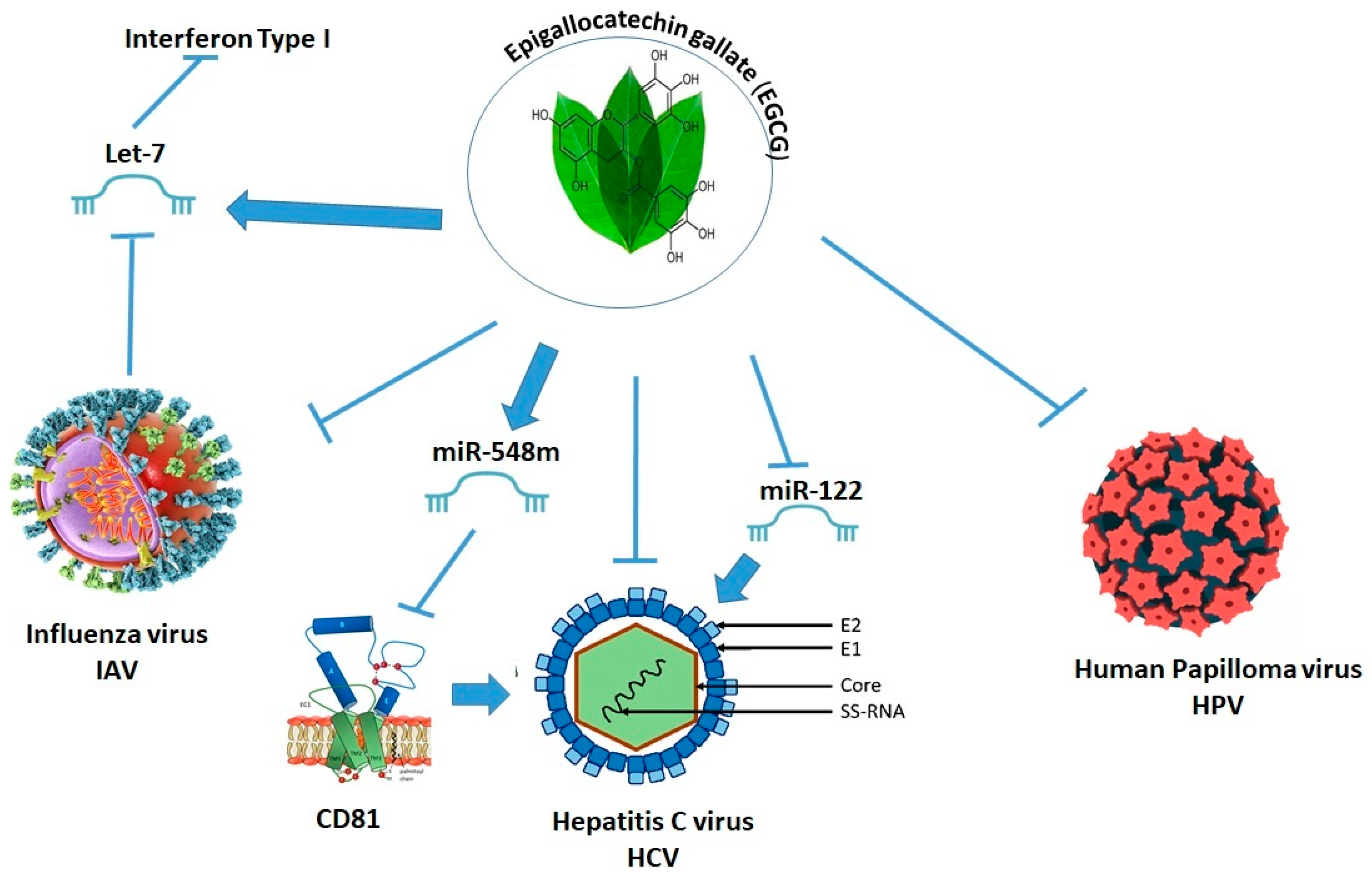 2025年のクリスマスの特別な衣装 Epi-Nutraceuticals Plant-Derived as Broad-Spectrum Potential グローブ