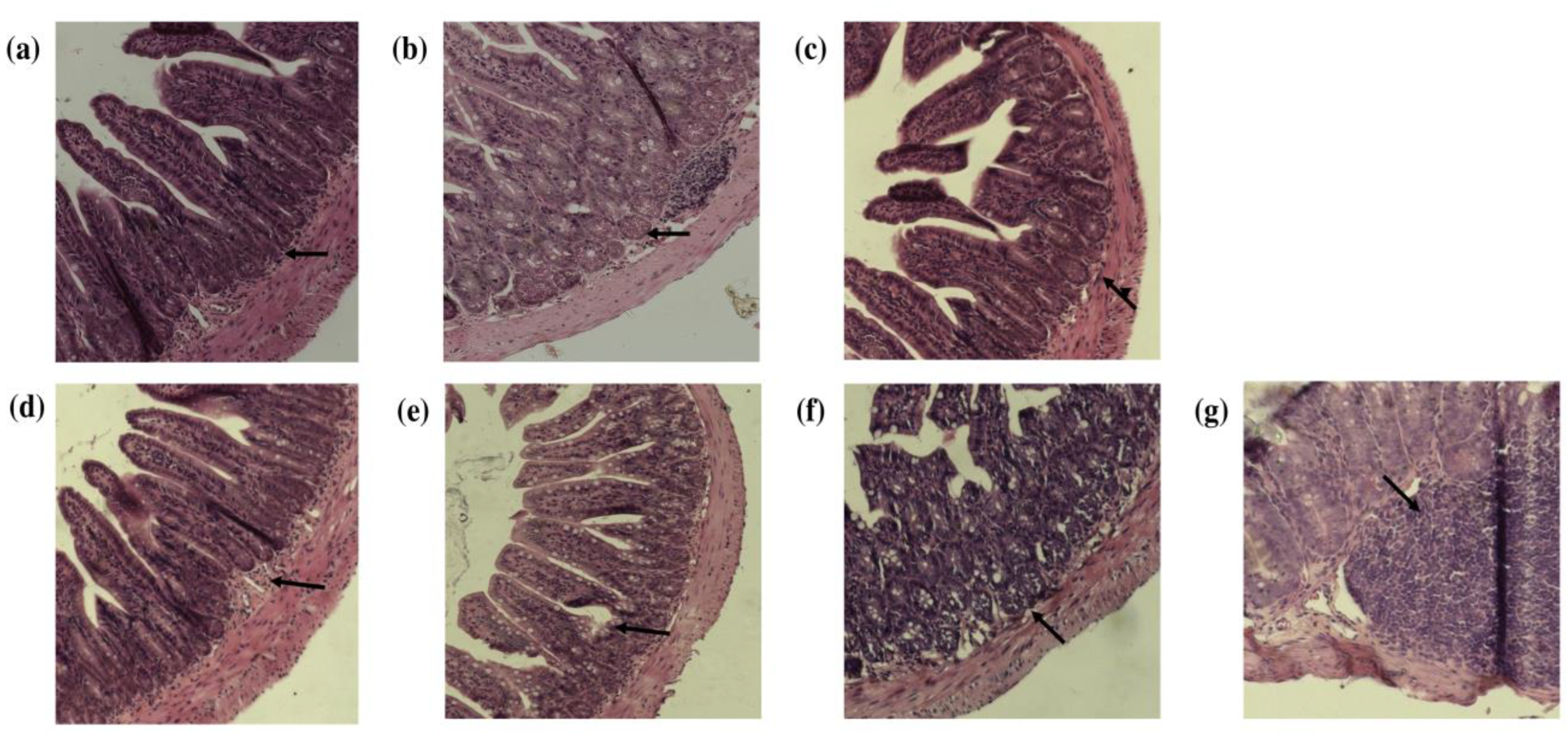 Nutrients 15 04764 g002