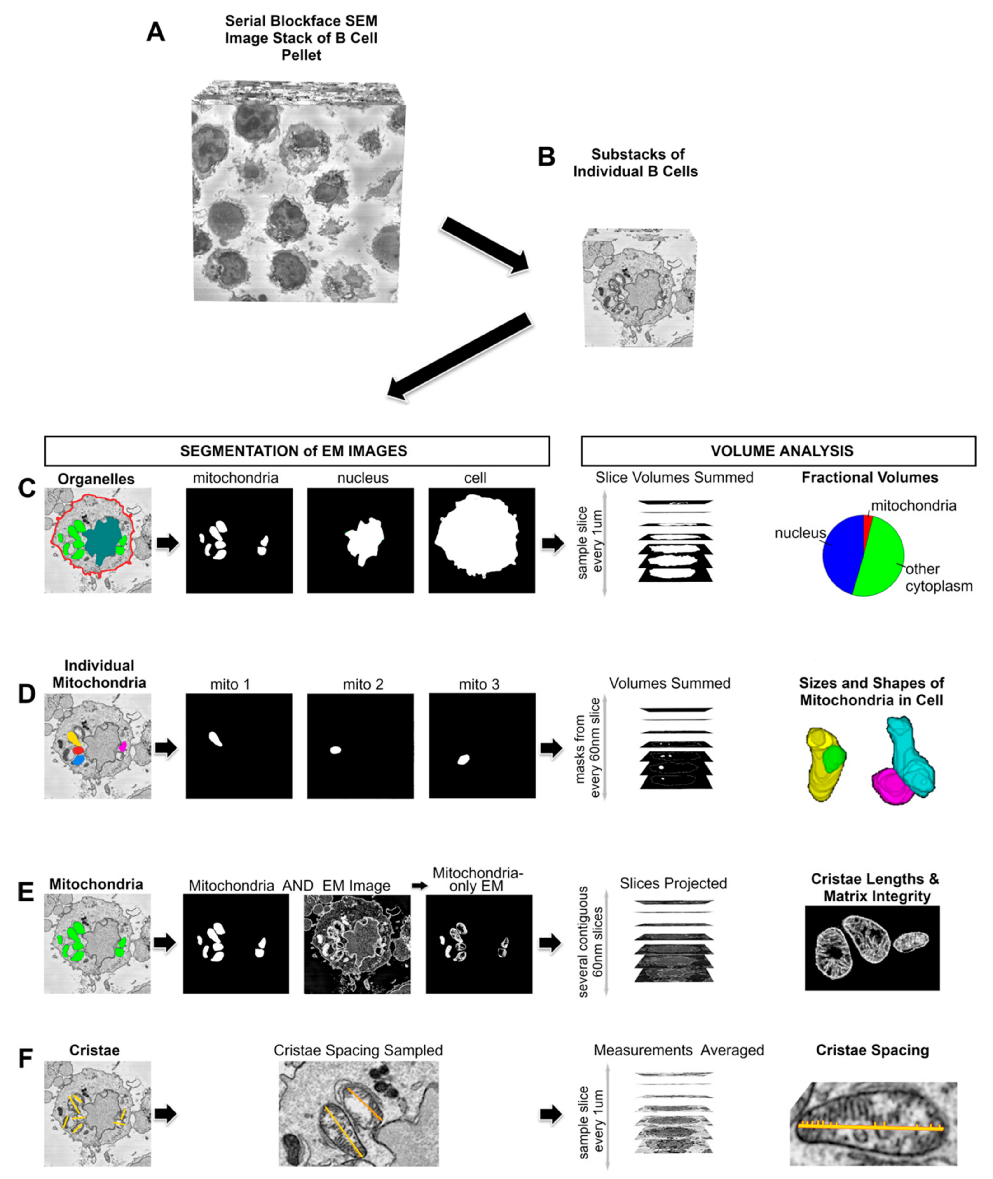 Nutrients 15 04807 g004