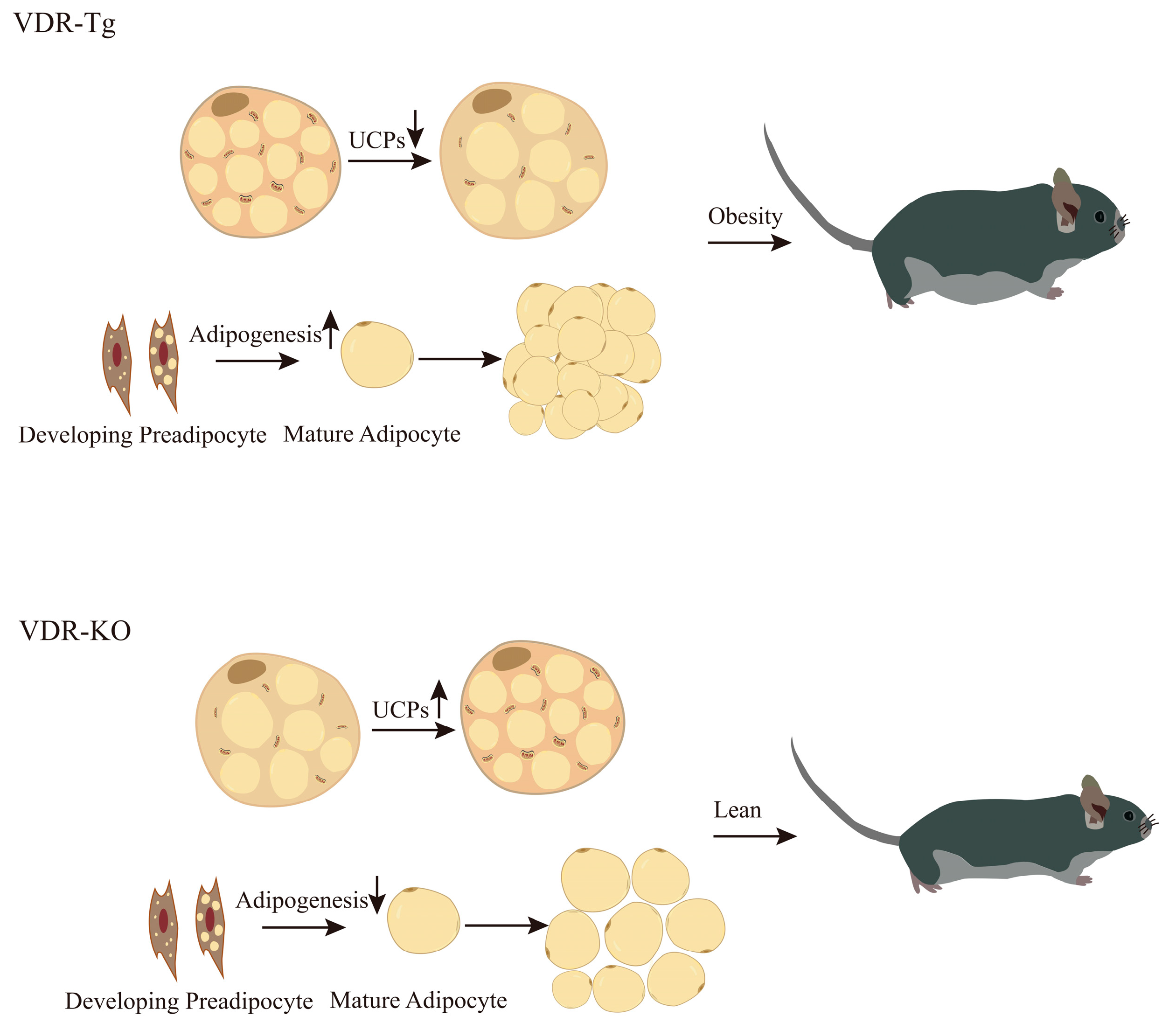 Nutrients 15 04832 g001