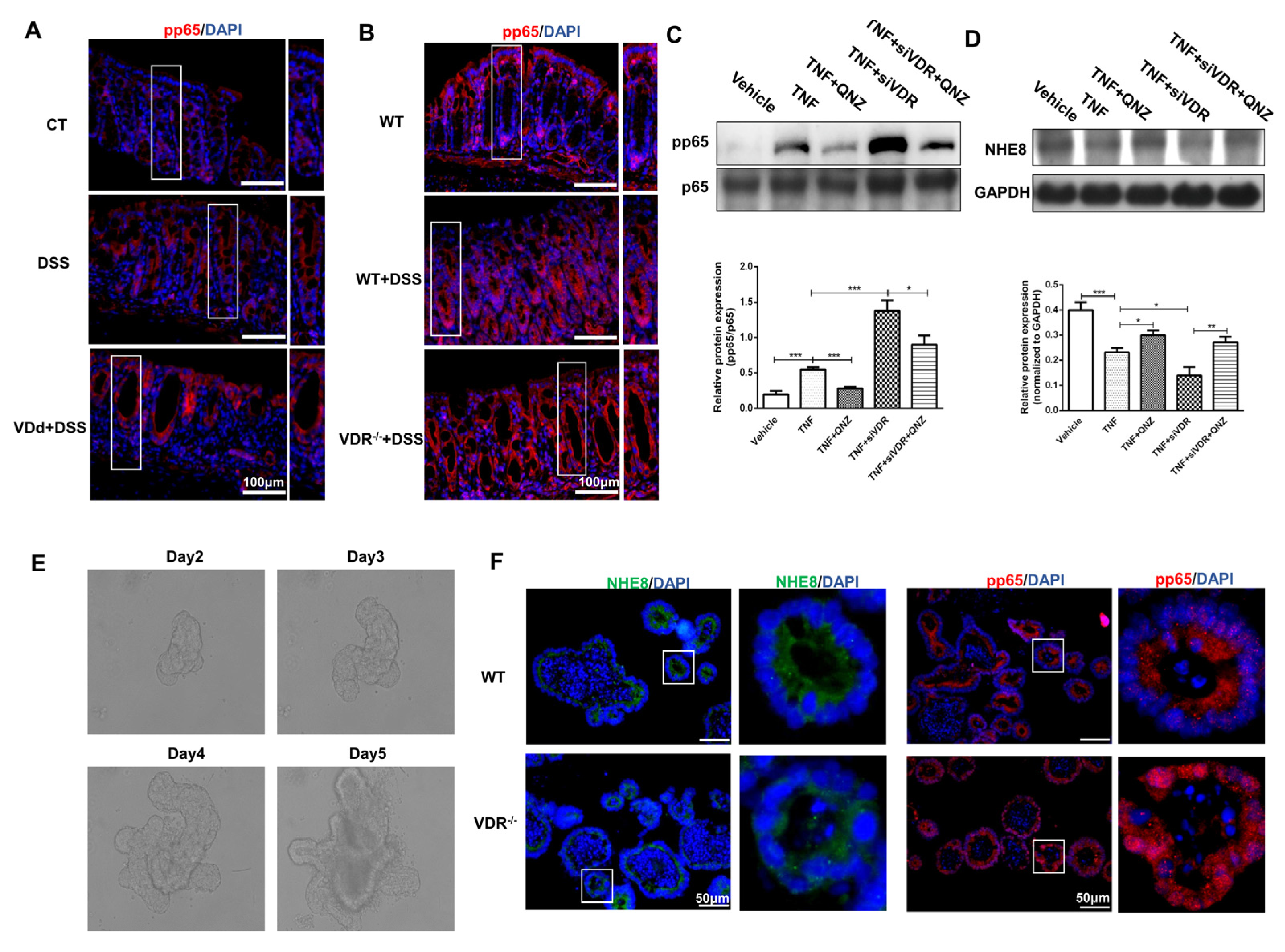 Nutrients 15 04834 g007
