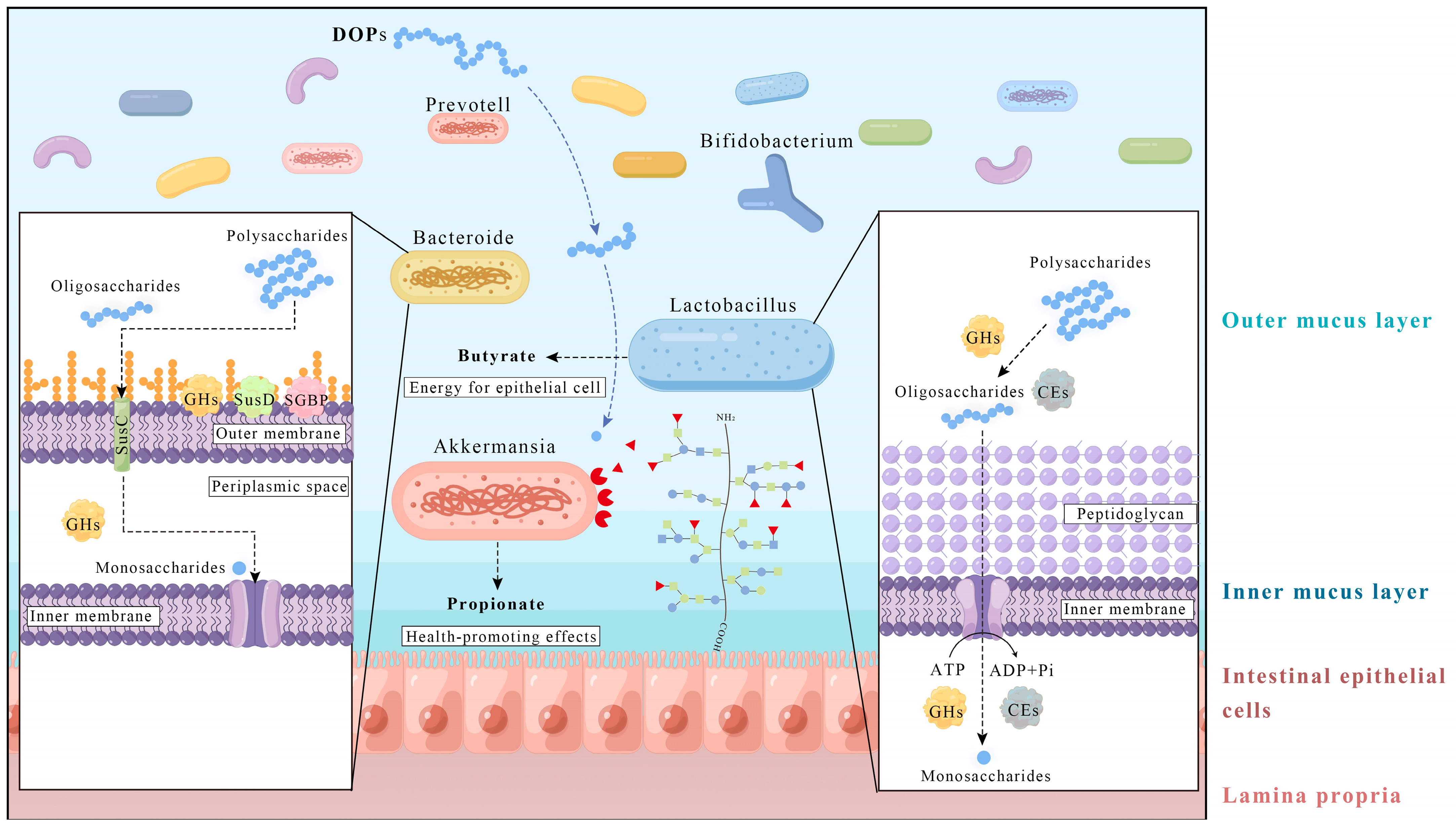 Nutrients 15 04901 g002