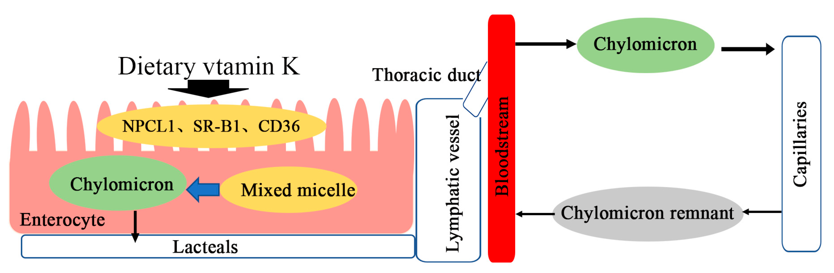 Nutrients 15 04935 g003 Nutrients 15 04935 g003