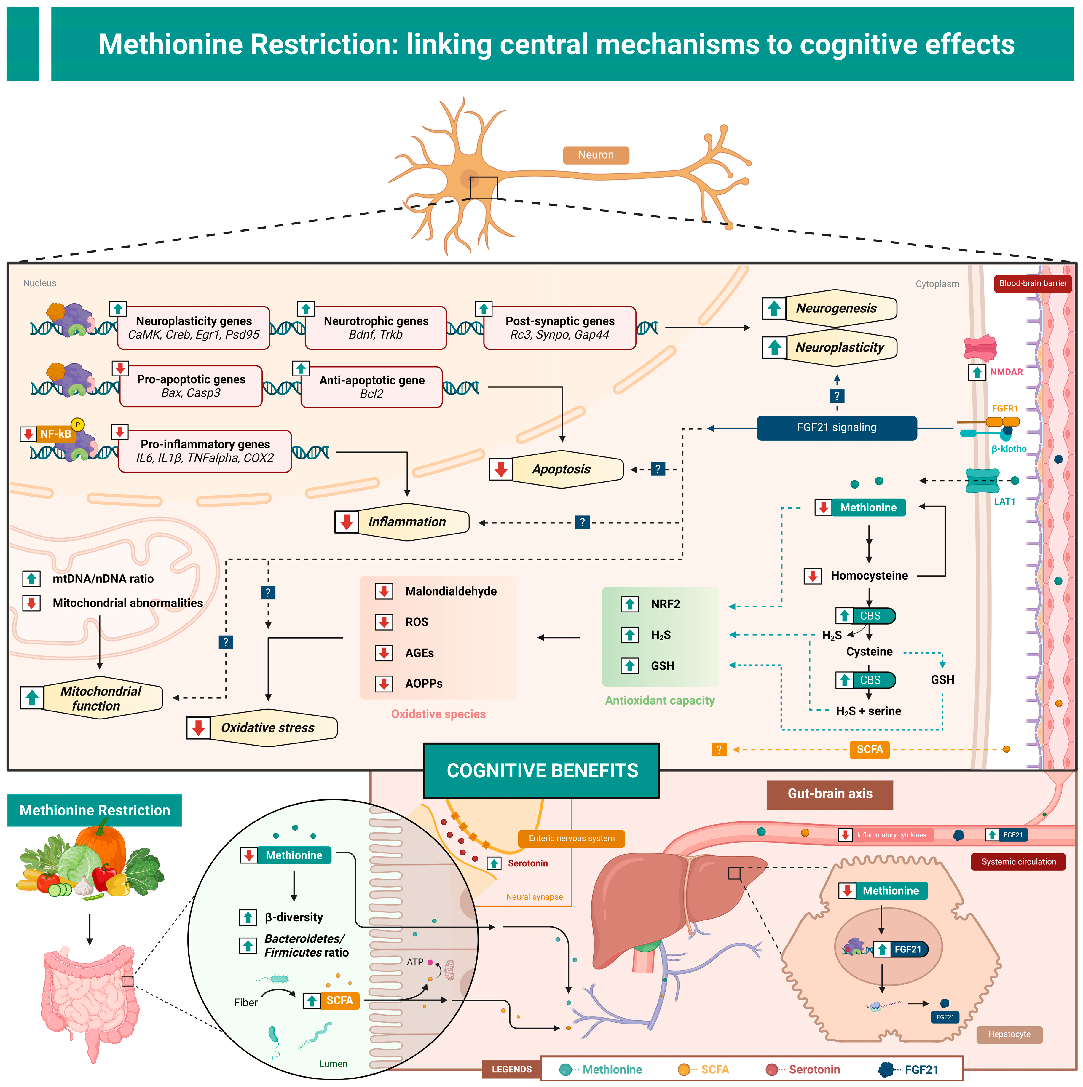 Nutrients 15 04950 g001