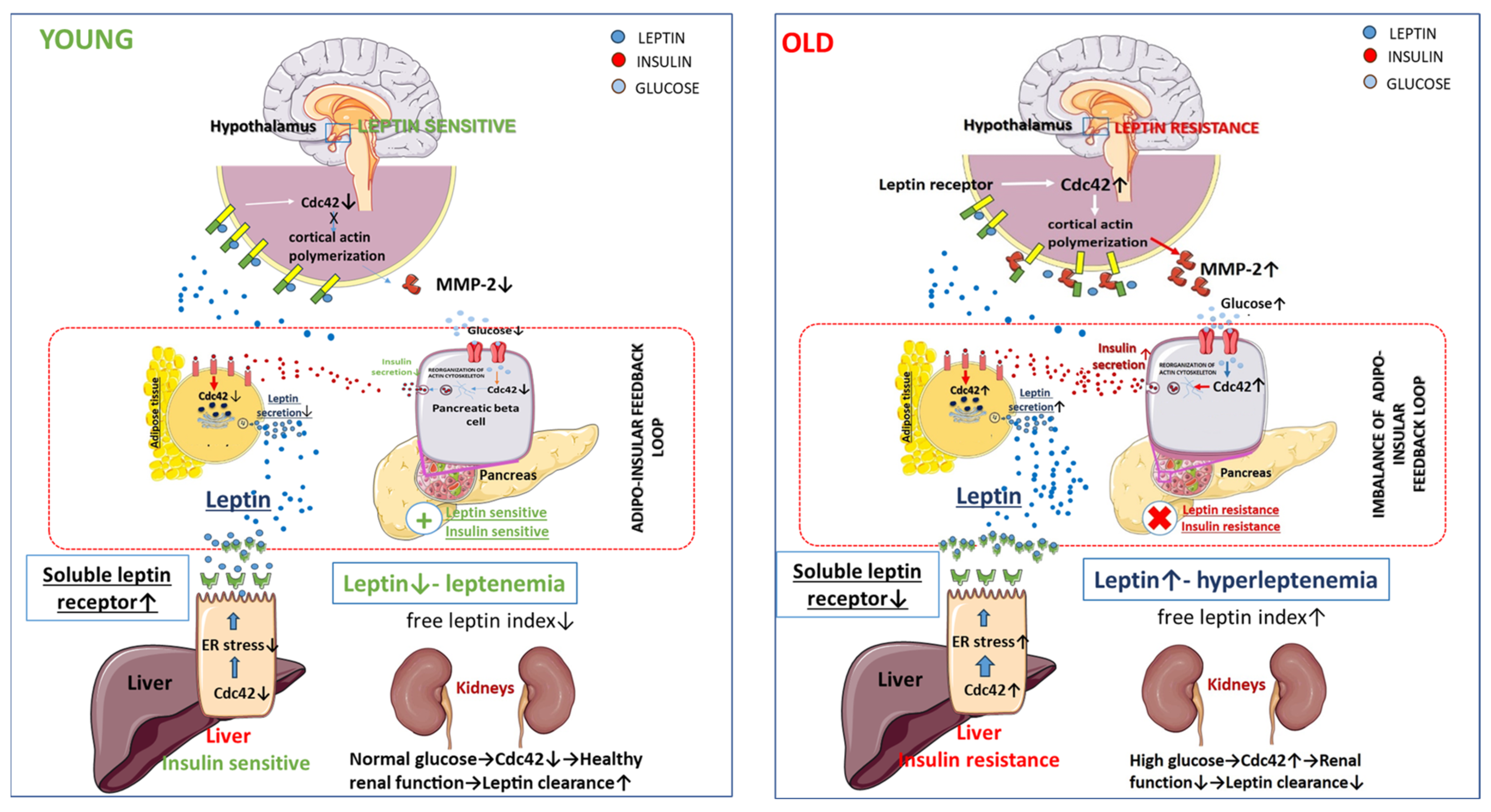 Nutrients 15 04964 g001
