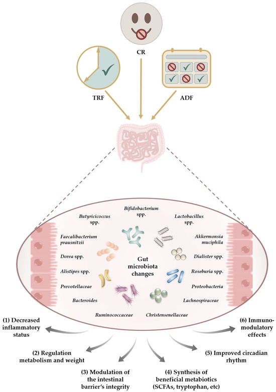 The Beneficial Effects of Dietary Interventions on Gut Microbiota—An Up ...