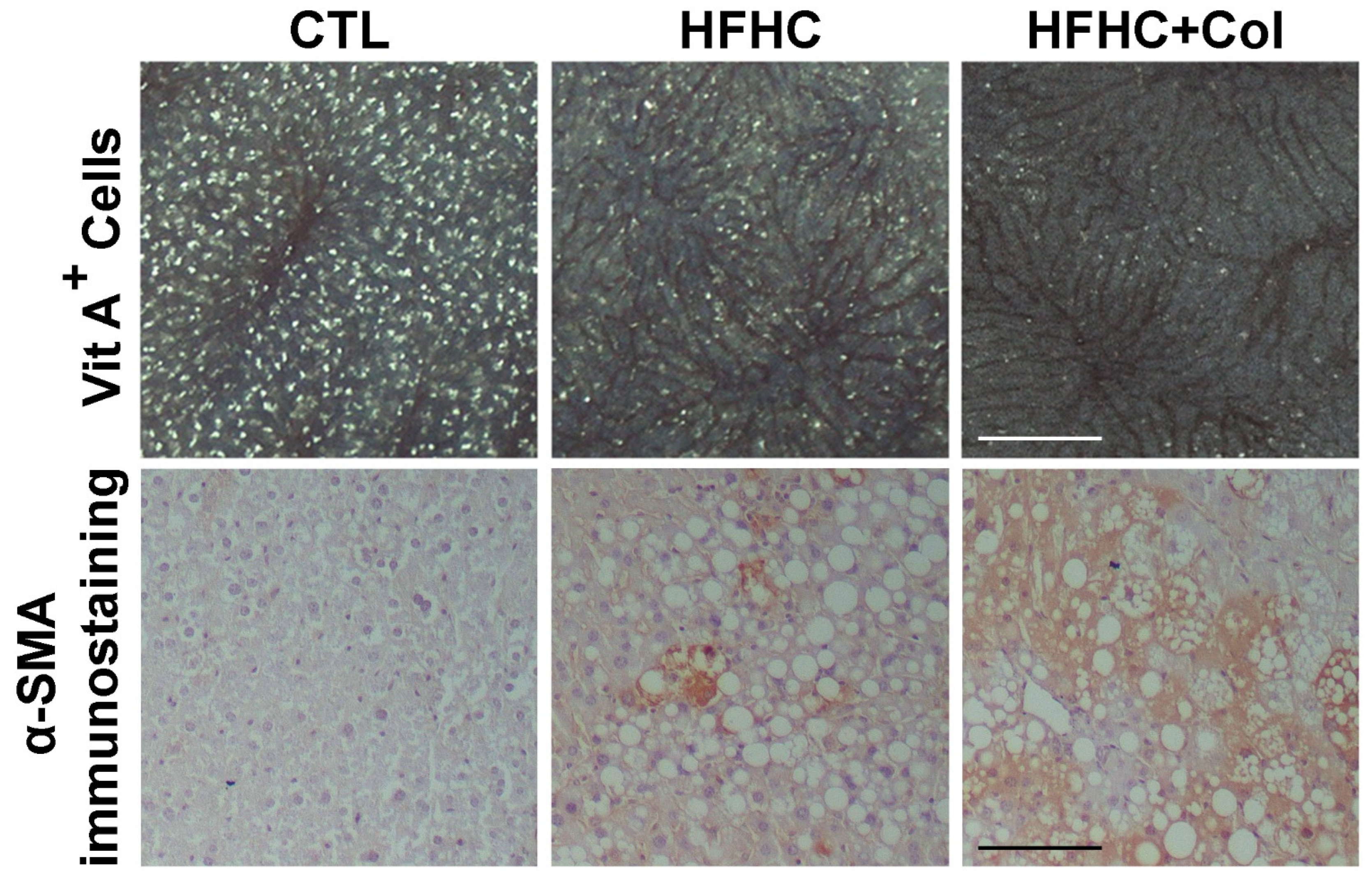 Nutrients 15 05034 g004