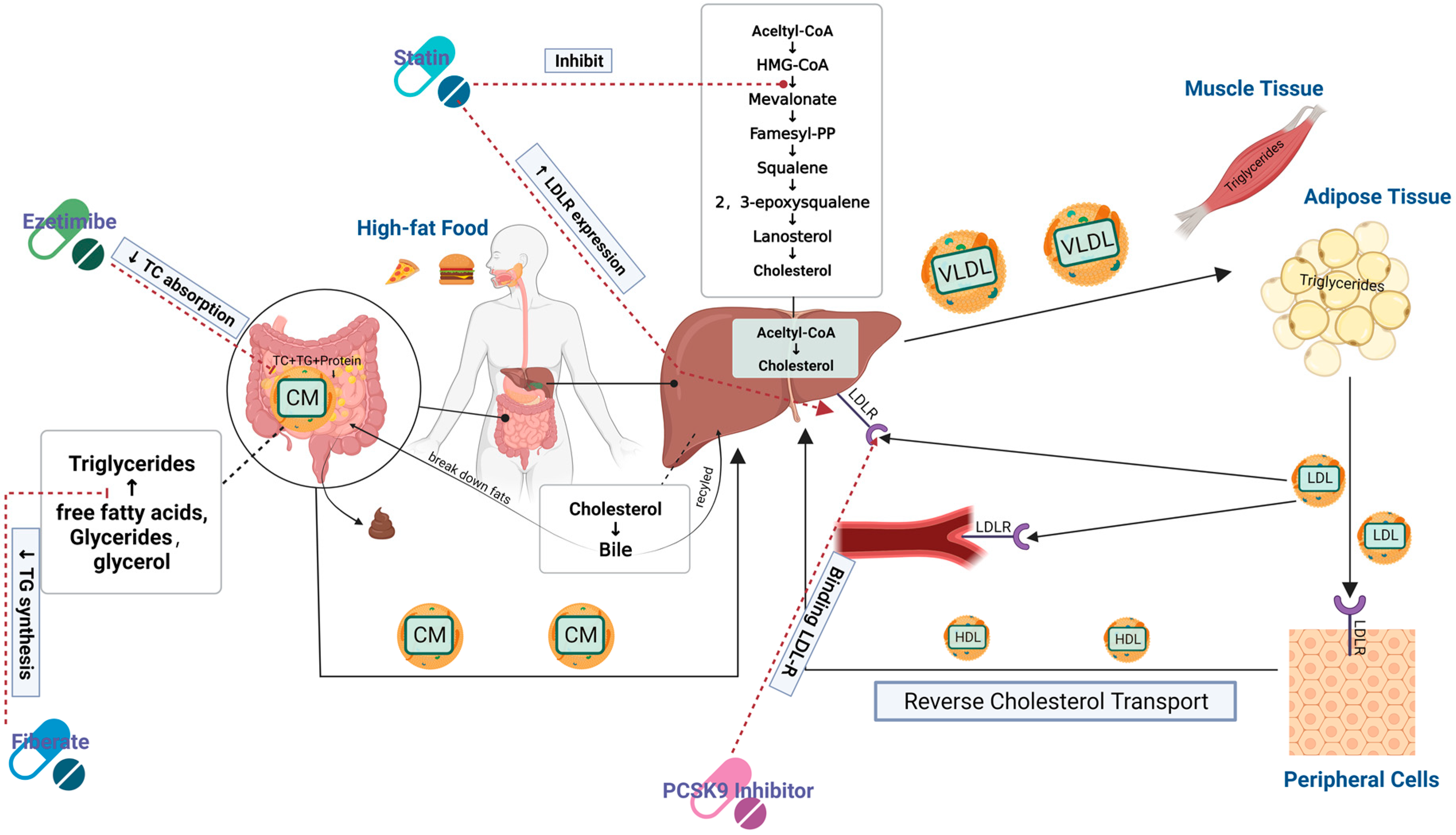 Nutrients 15 05118 g004