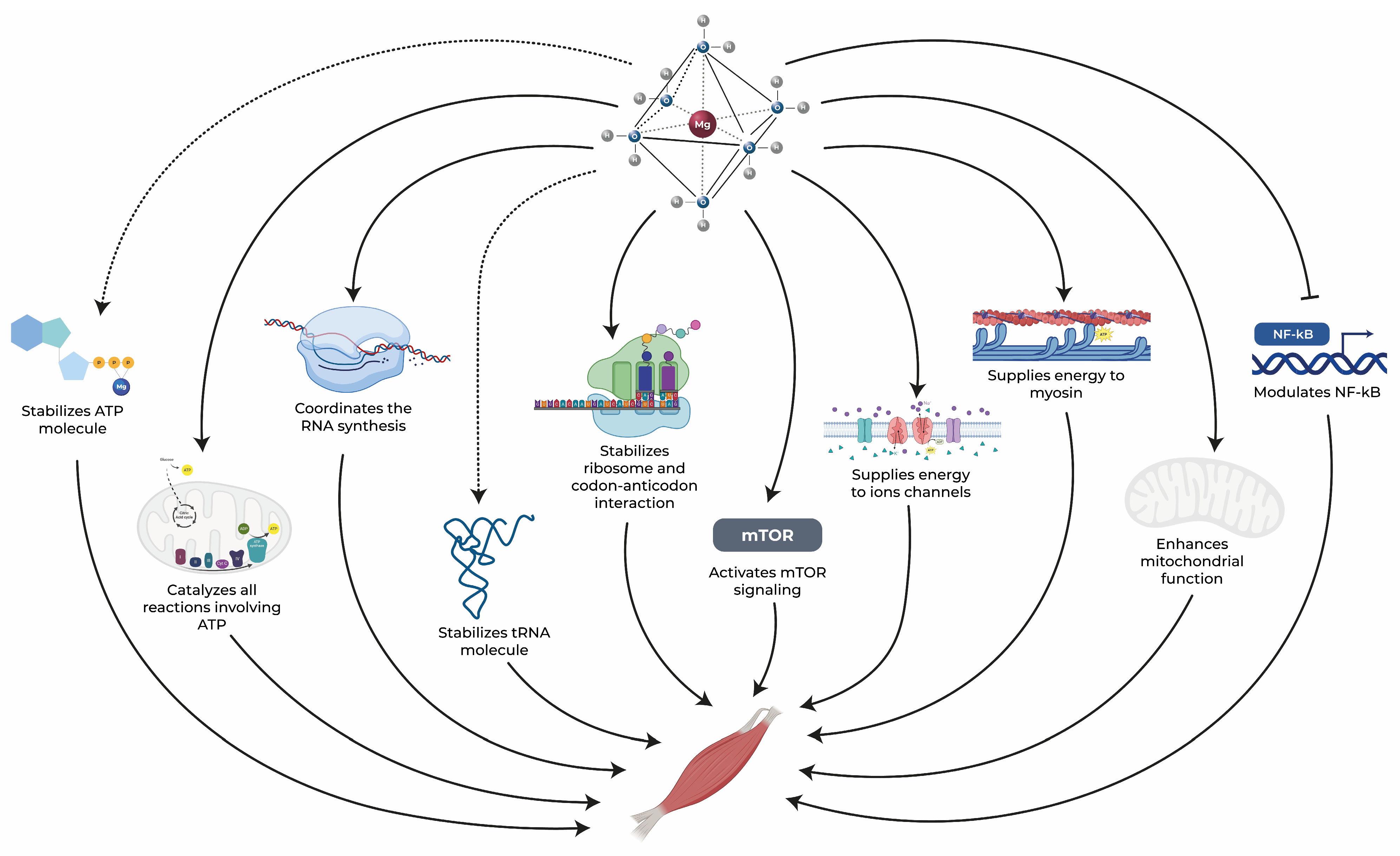 Nutrients 15 05127 g002 Nutrients 15 05127 g002