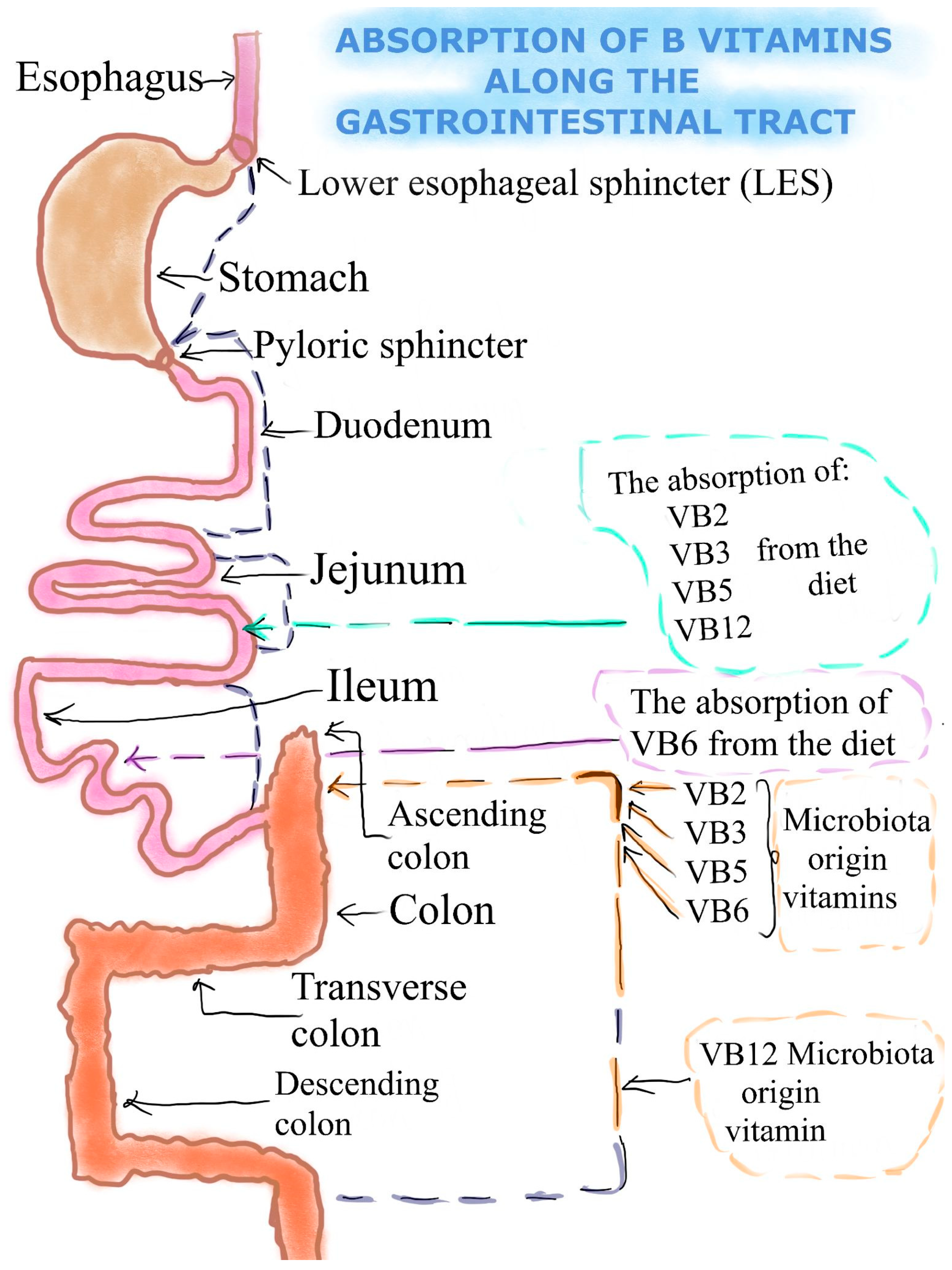 Nutrients 16 00024 g001