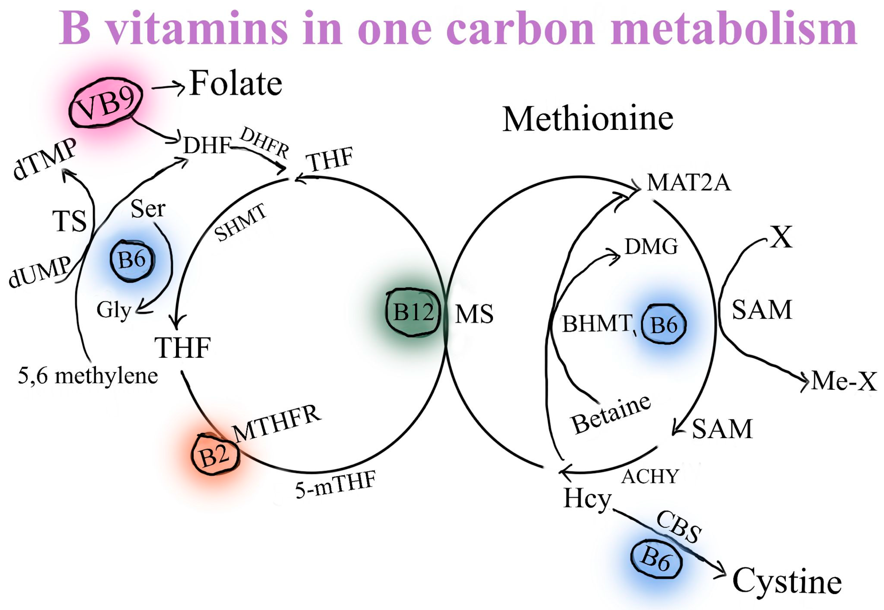 Nutrients 16 00024 g004