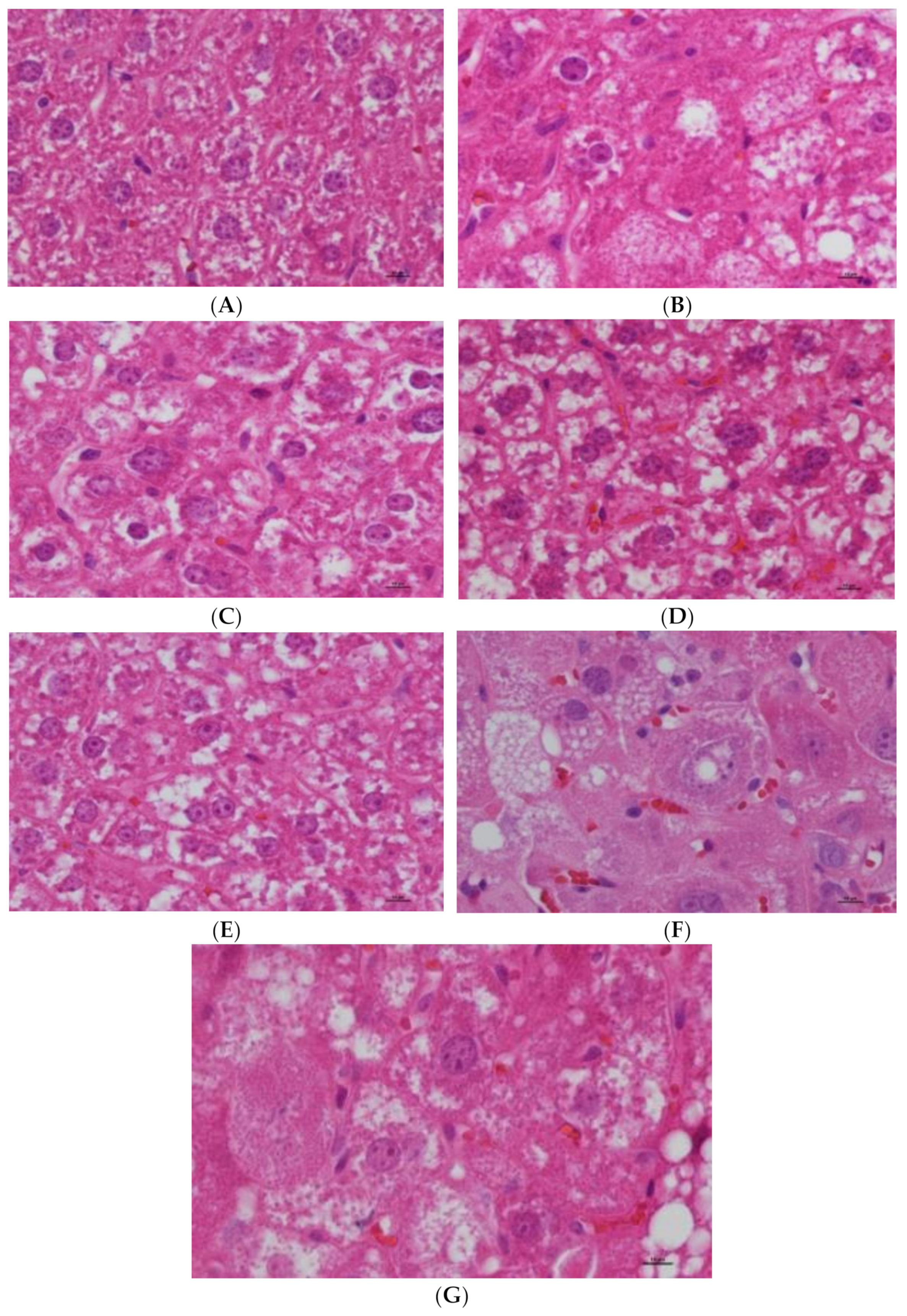 Nutrients 16 00025 g006 Nutrients 16 00025 g006
