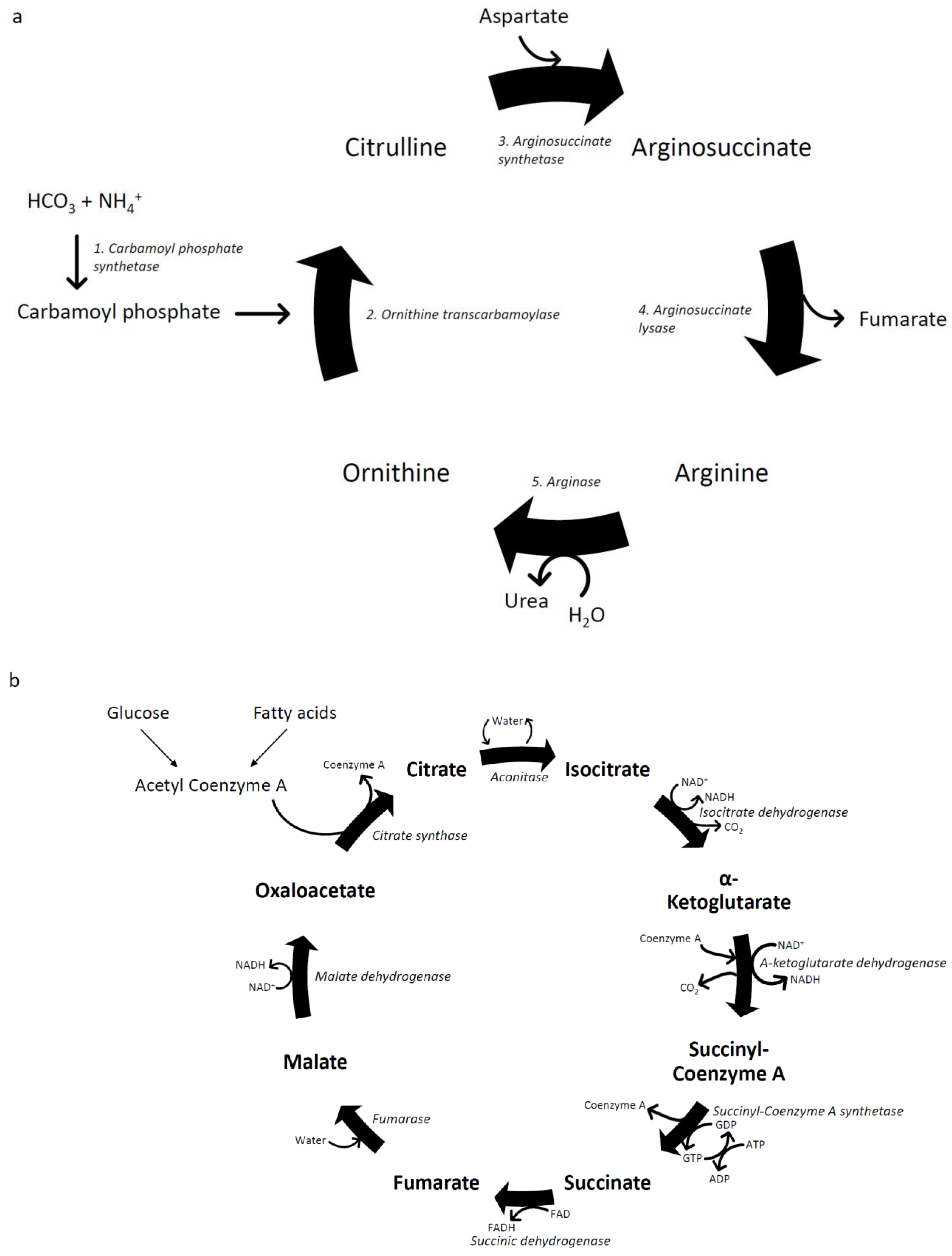 Nutrients 16 00035 g003 Nutrients 16 00035 g003