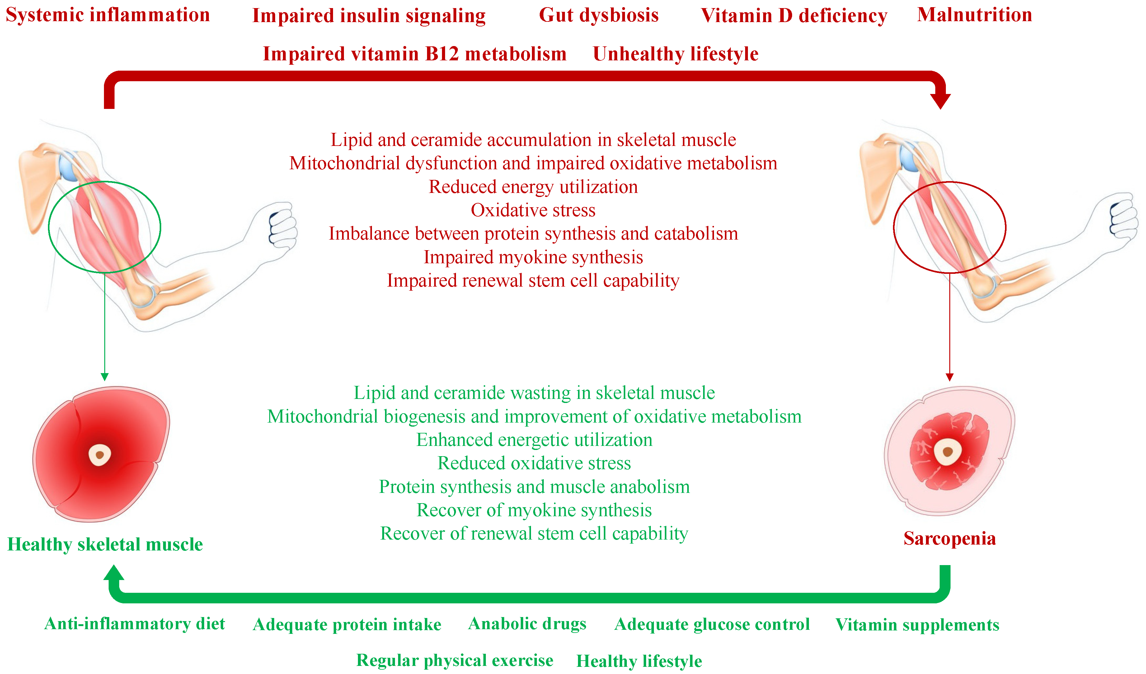Nutrients 16 00063 g001 Nutrients 16 00063 g001