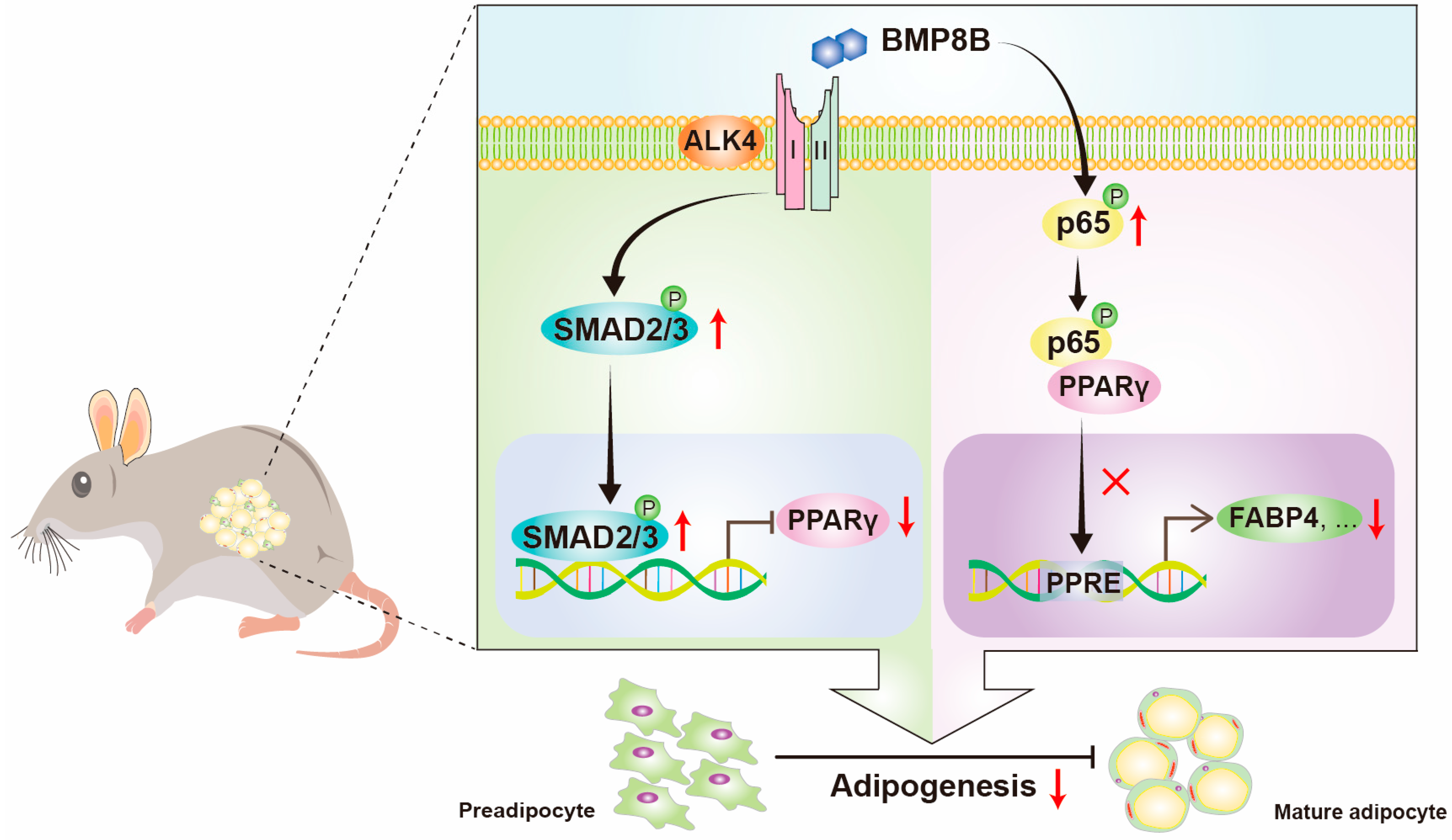 Nutrients 16 00064 g007 Nutrients 16 00064 g007