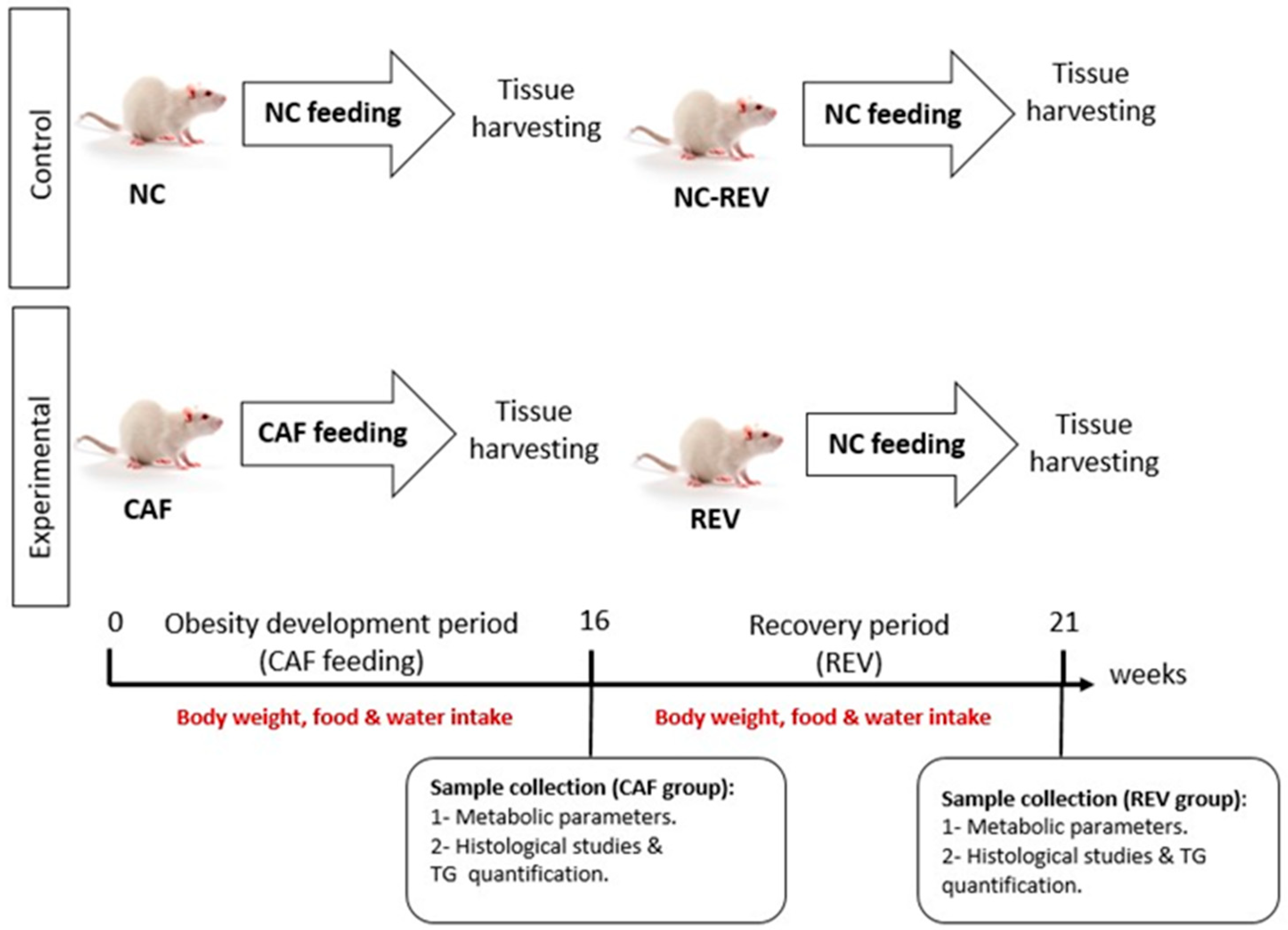 Nutrients 16 00115 g001 Nutrients 16 00115 g001
