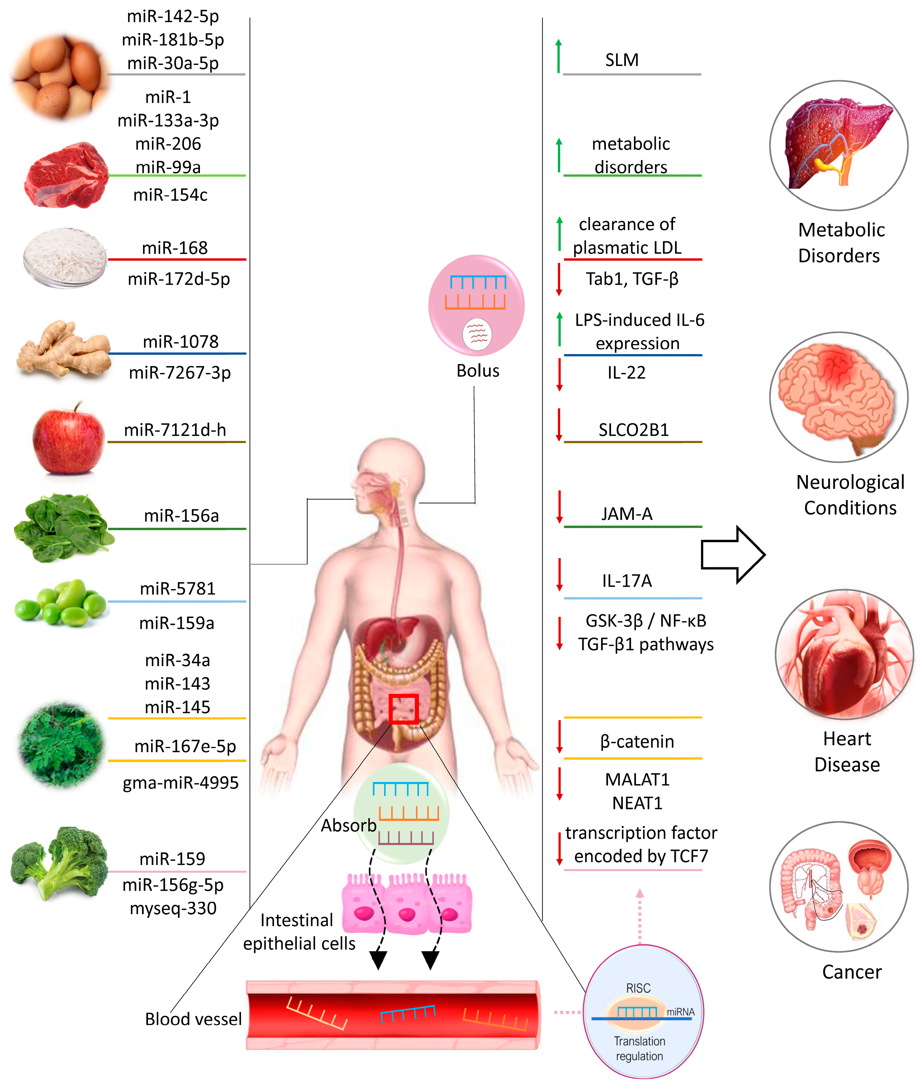 Nutrients 16 00160 g001