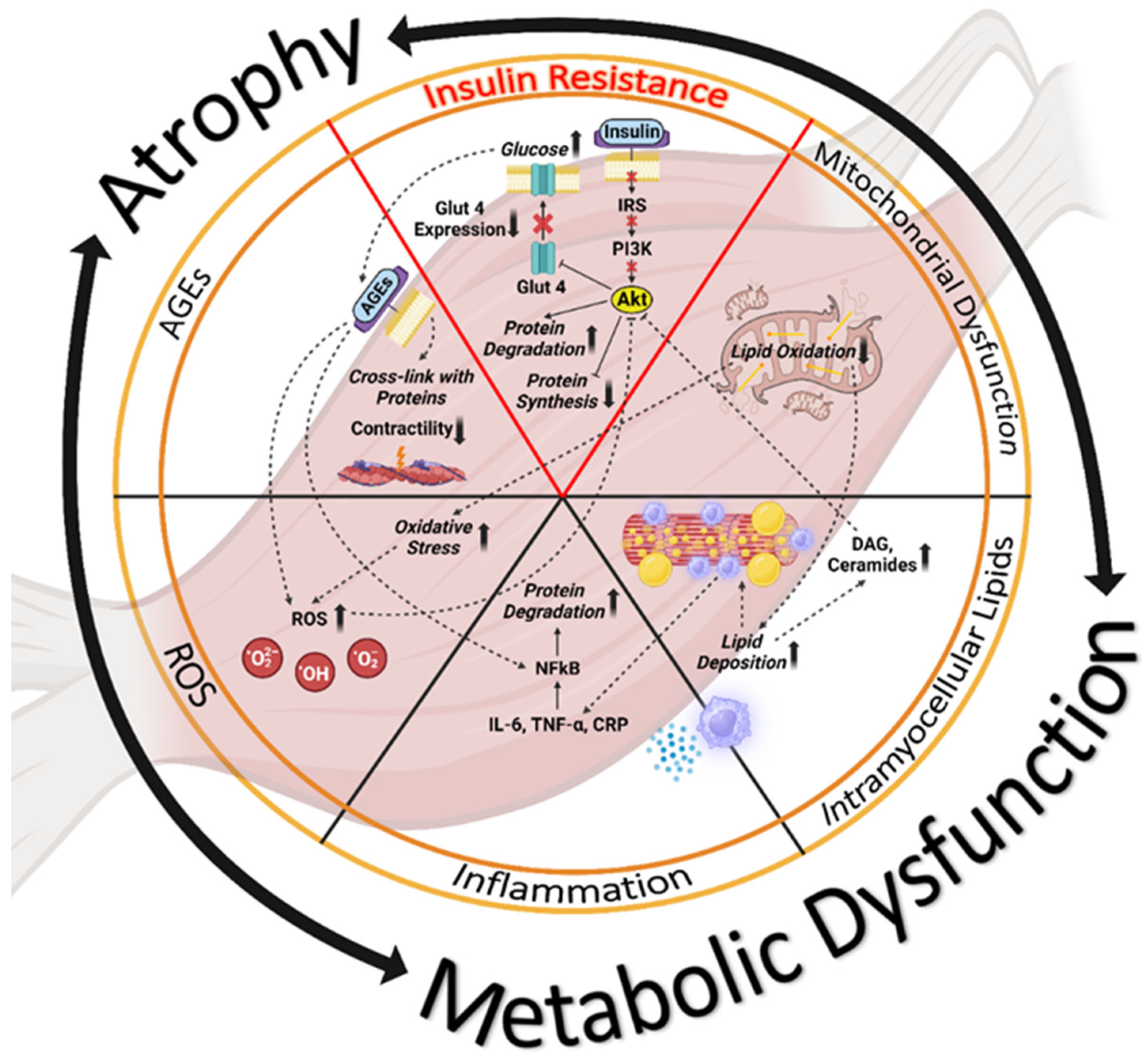 Nutrients 16 00172 g002