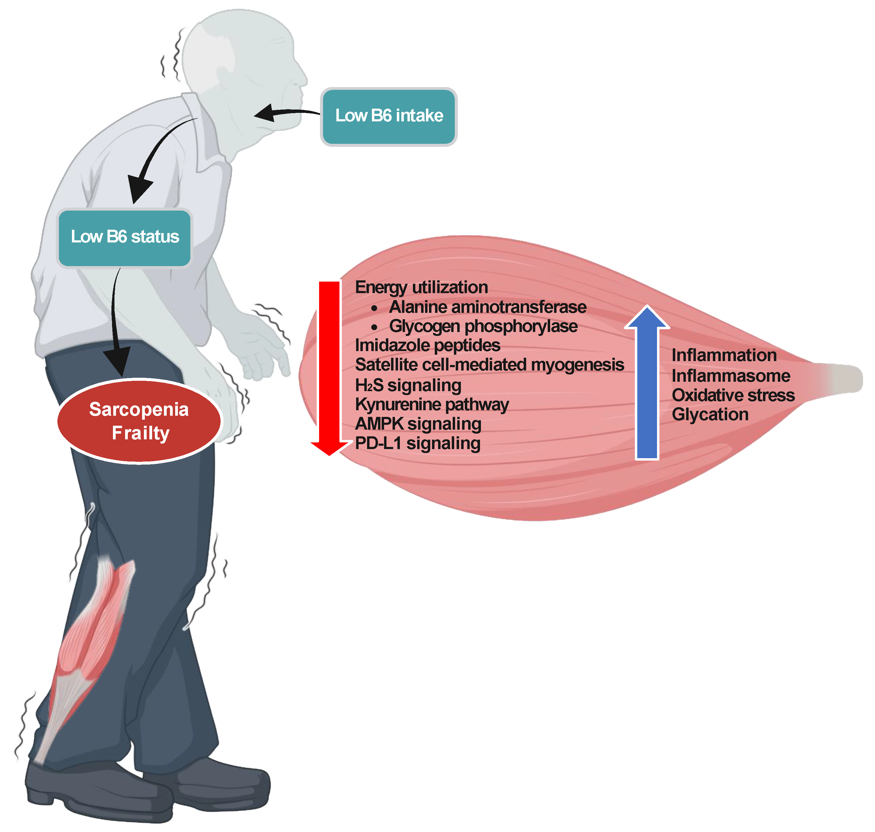 Nutrients 16 00177 g001