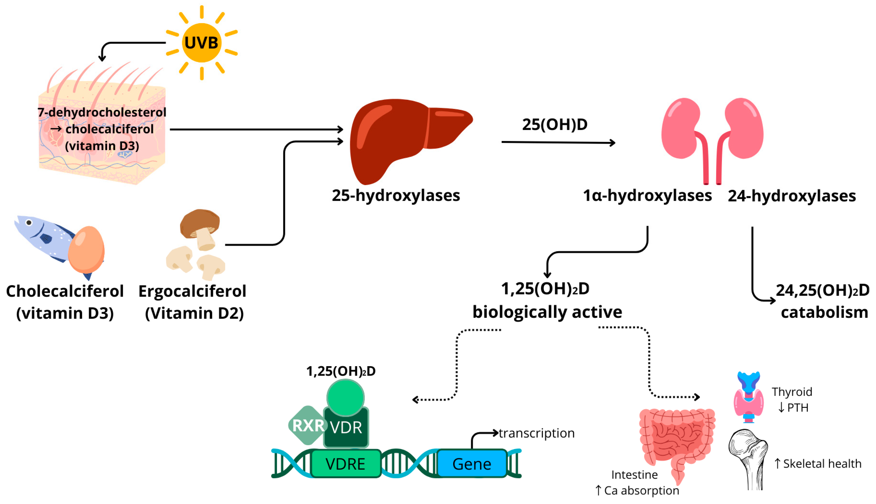 Nutrients 16 00231 g001 Nutrients 16 00231 g001