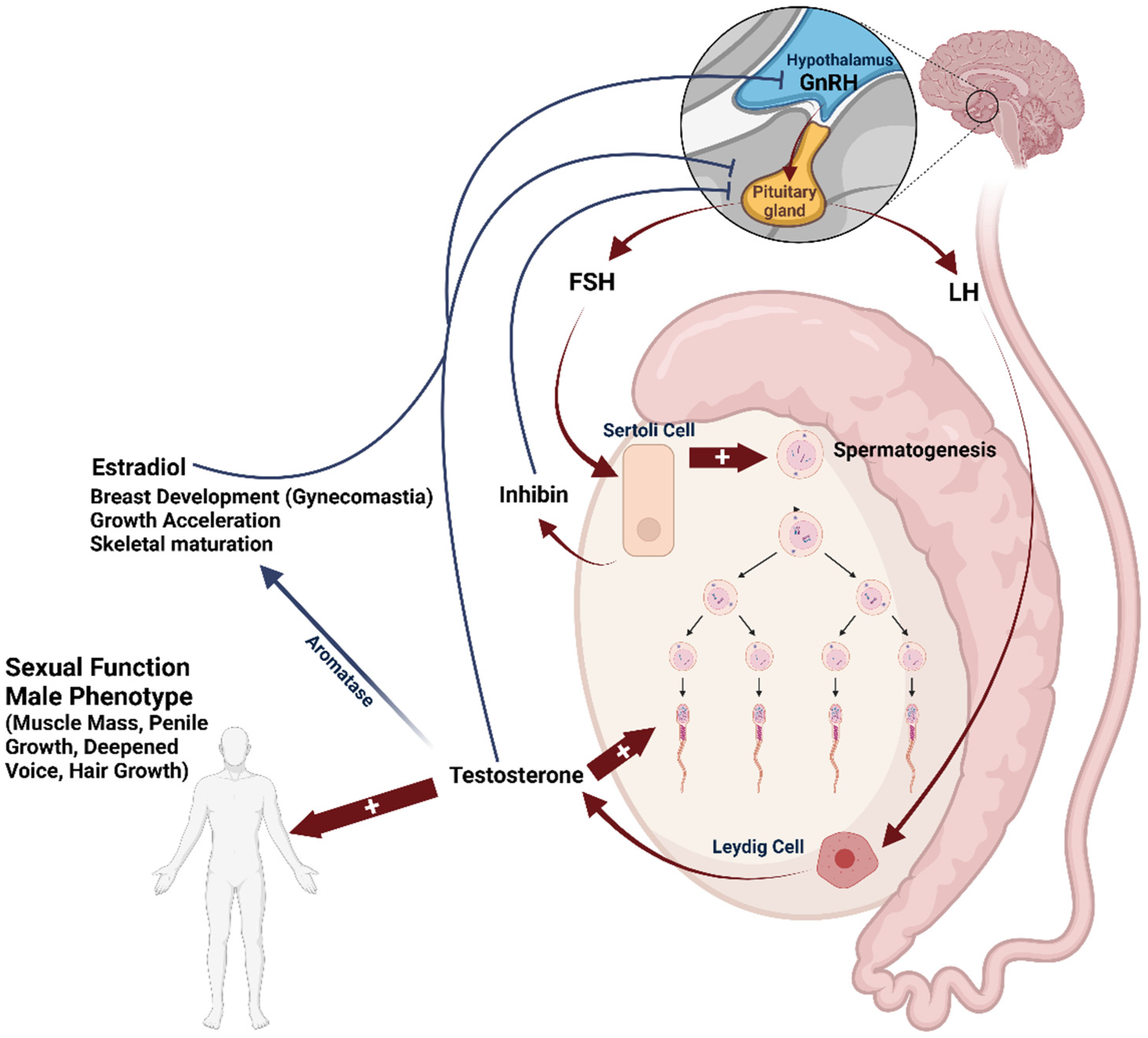 Nutrients 16 00253 g002 Nutrients 16 00253 g002