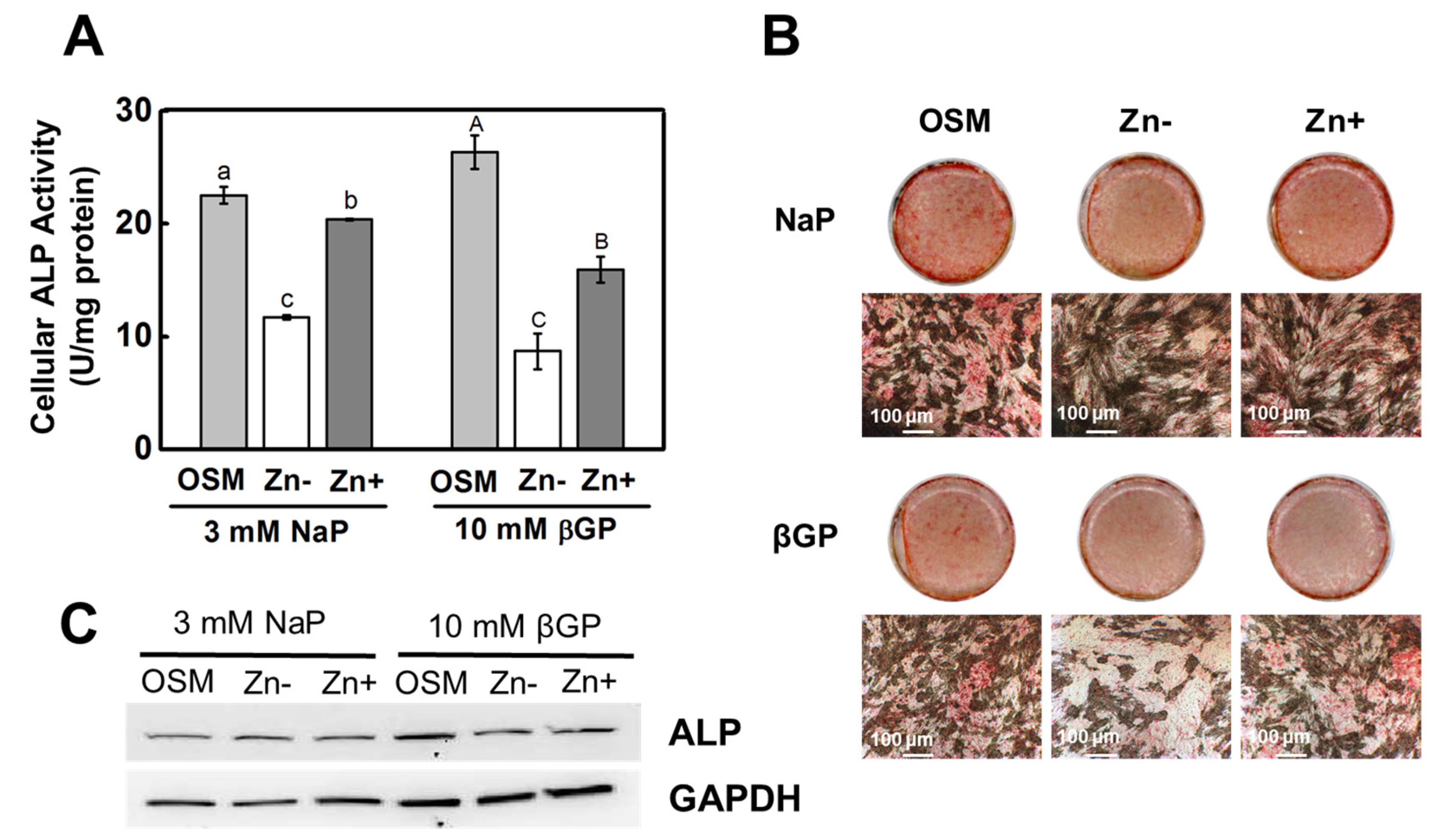 Nutrients 16 00291 g001
