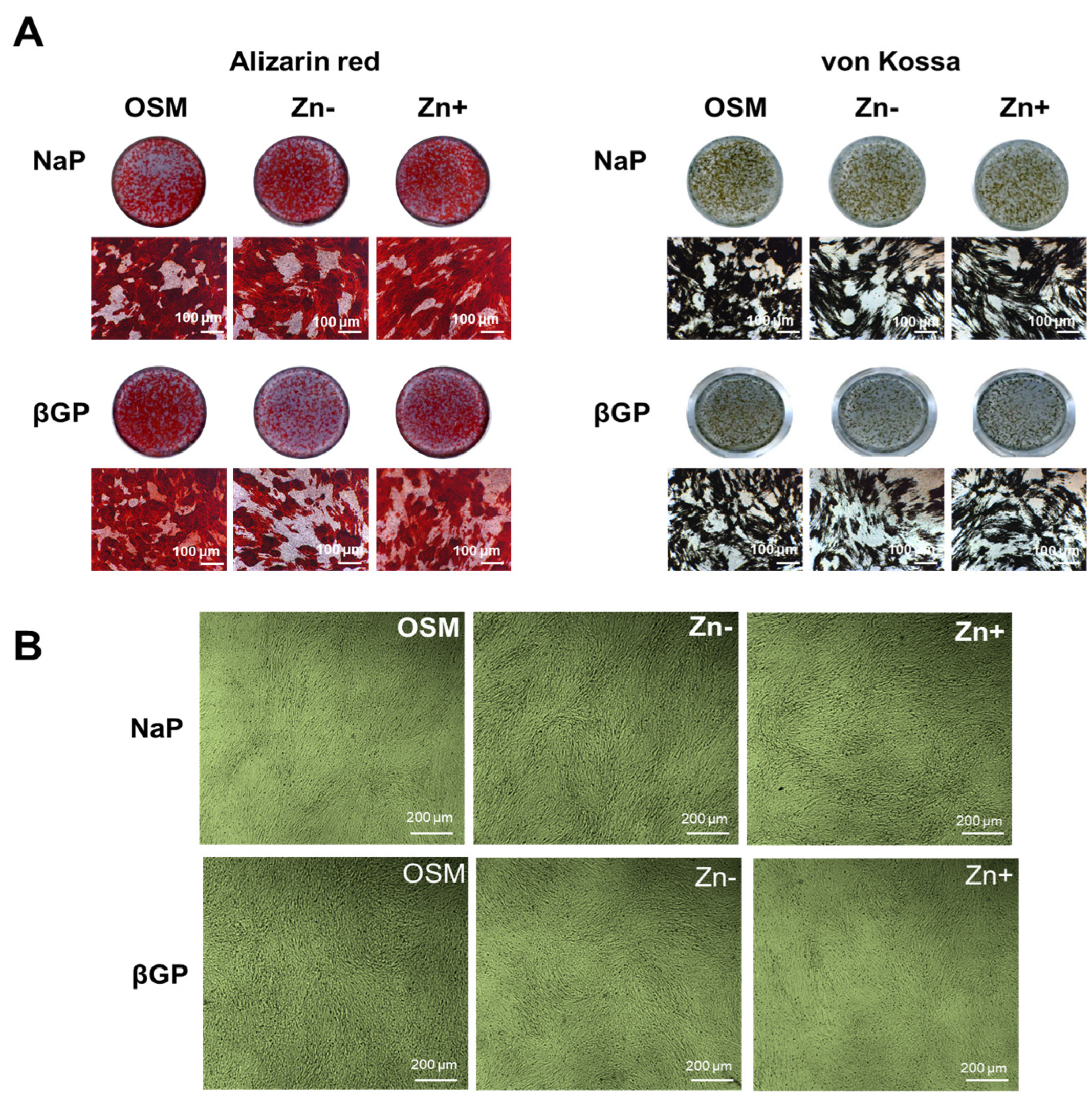 Nutrients 16 00291 g002