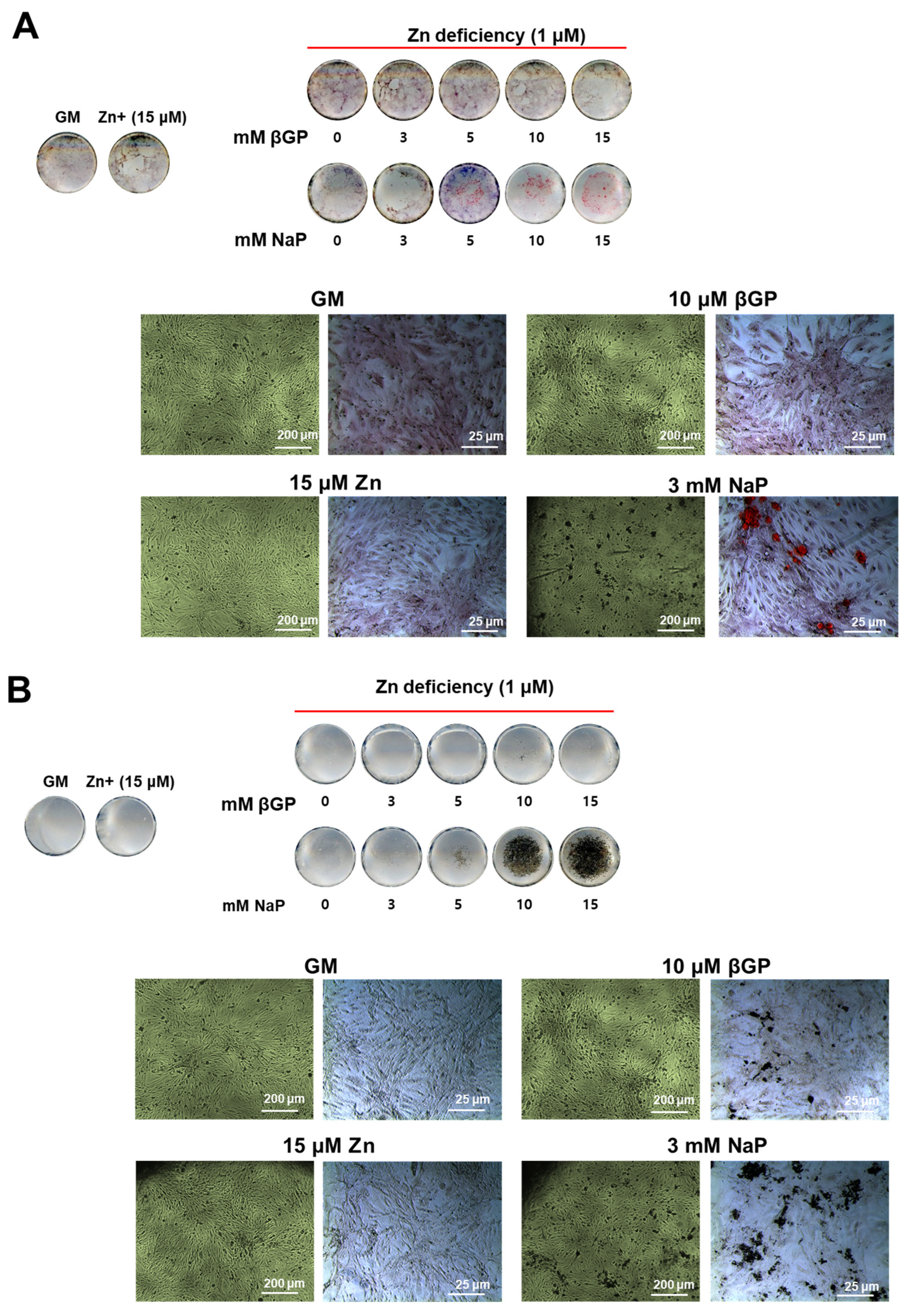 Nutrients 16 00291 g004